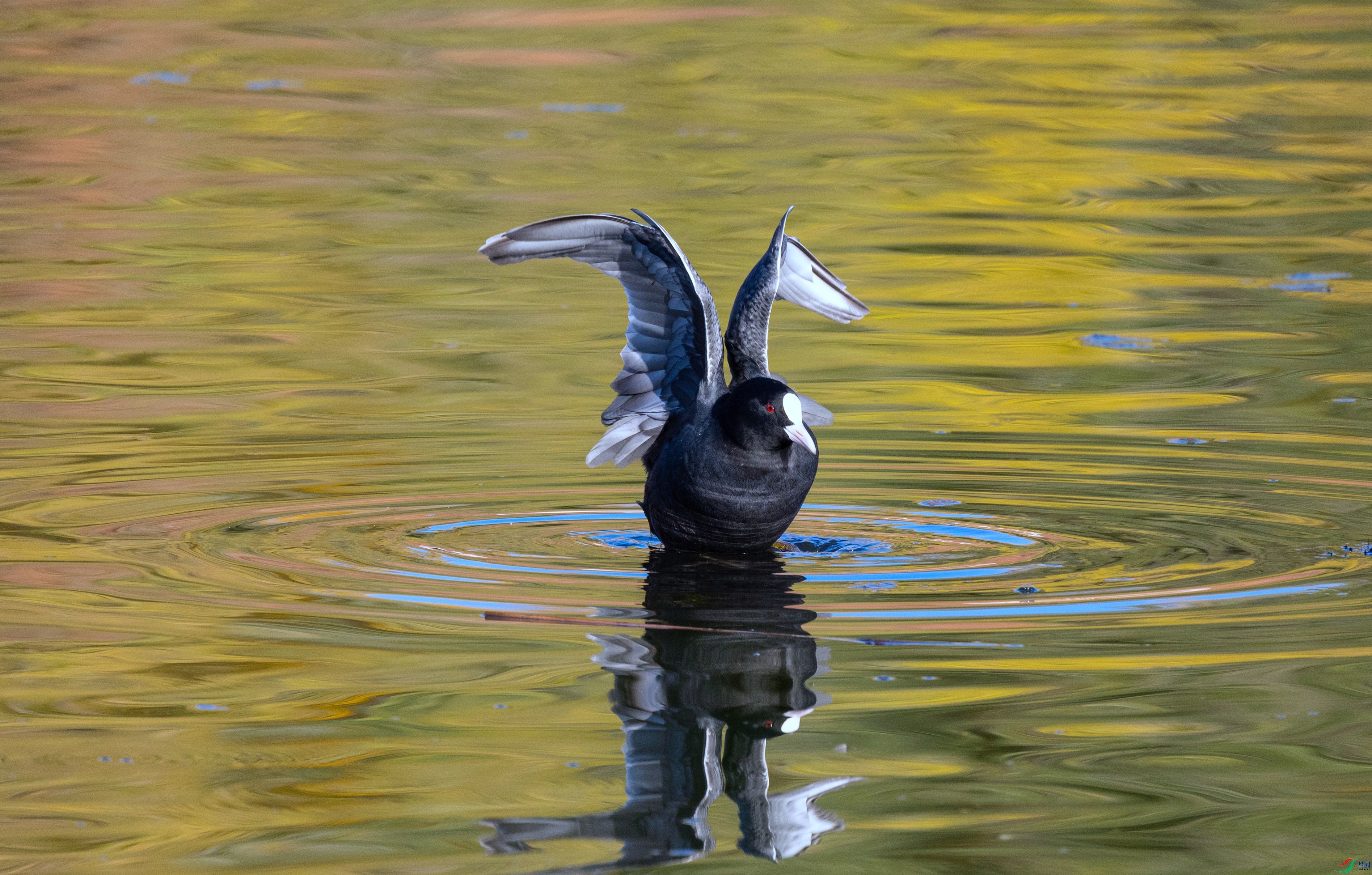 381A9559 - ����.jpg