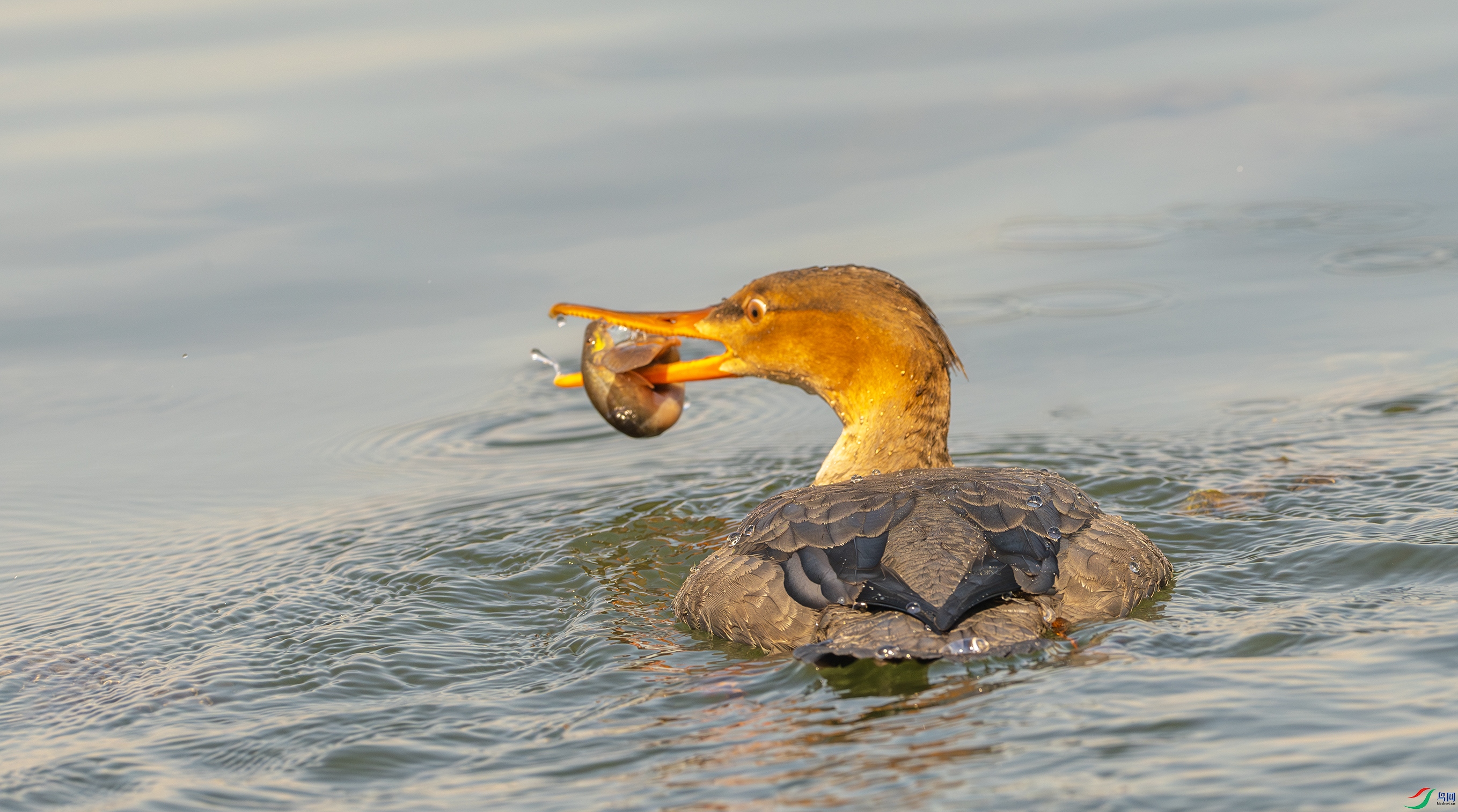 0010-����ǿ-NR ����.jpg