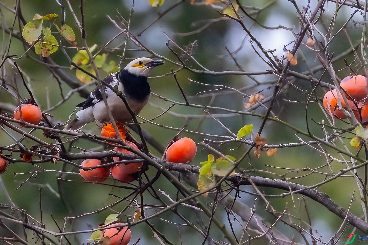 0M3A3361 ����.jpg