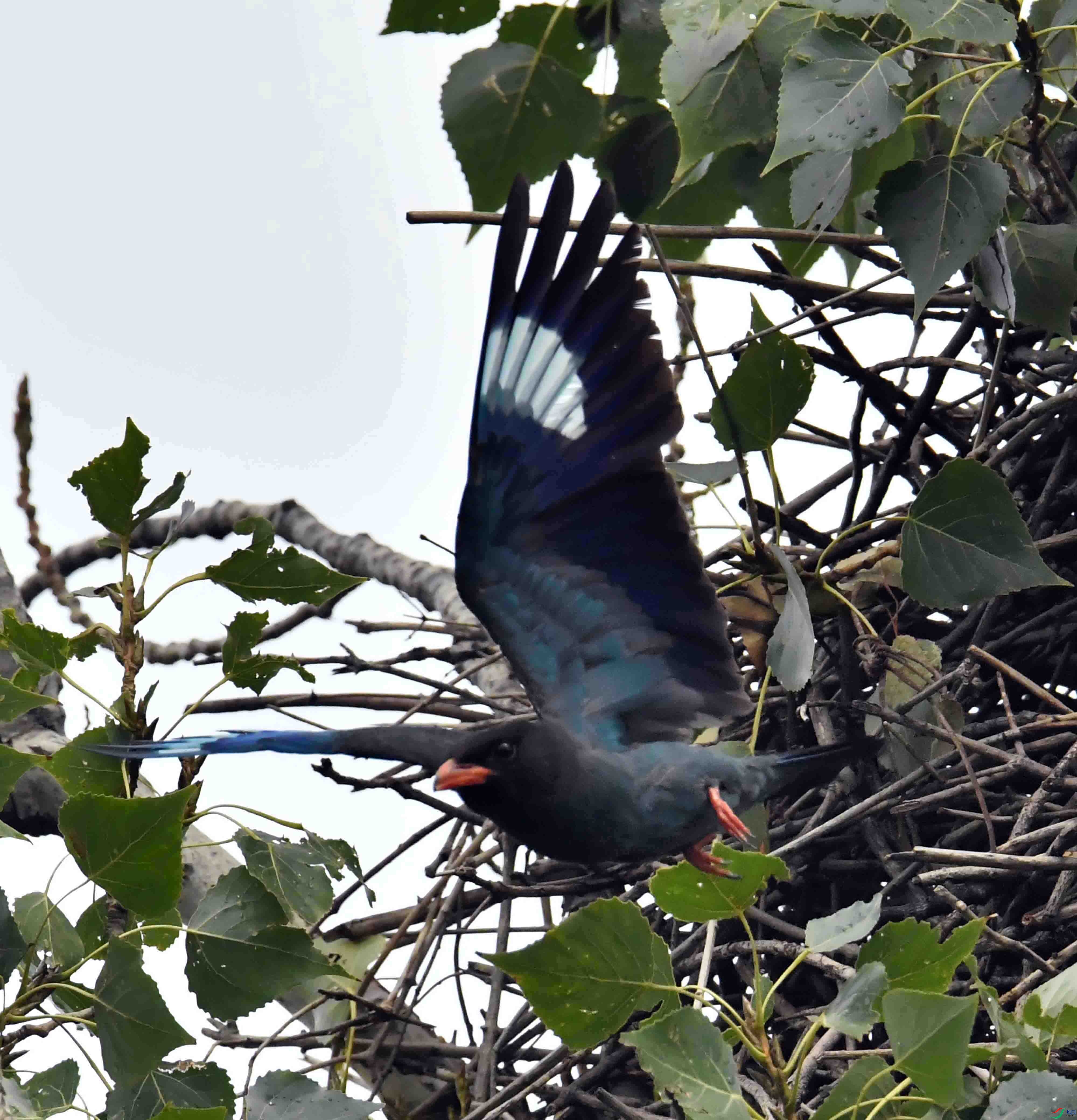 DSC_2900.JPG