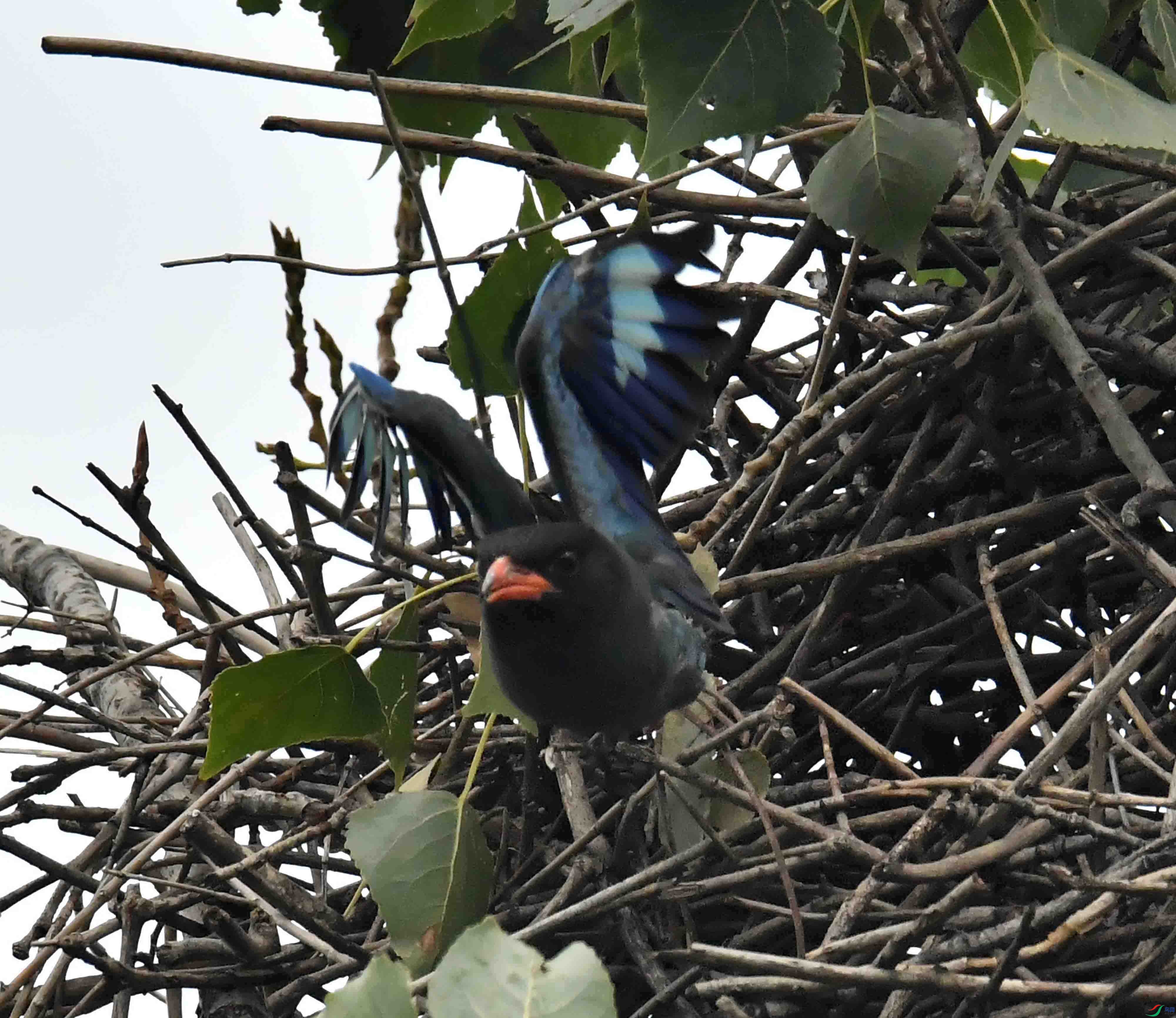 DSC_2911.JPG