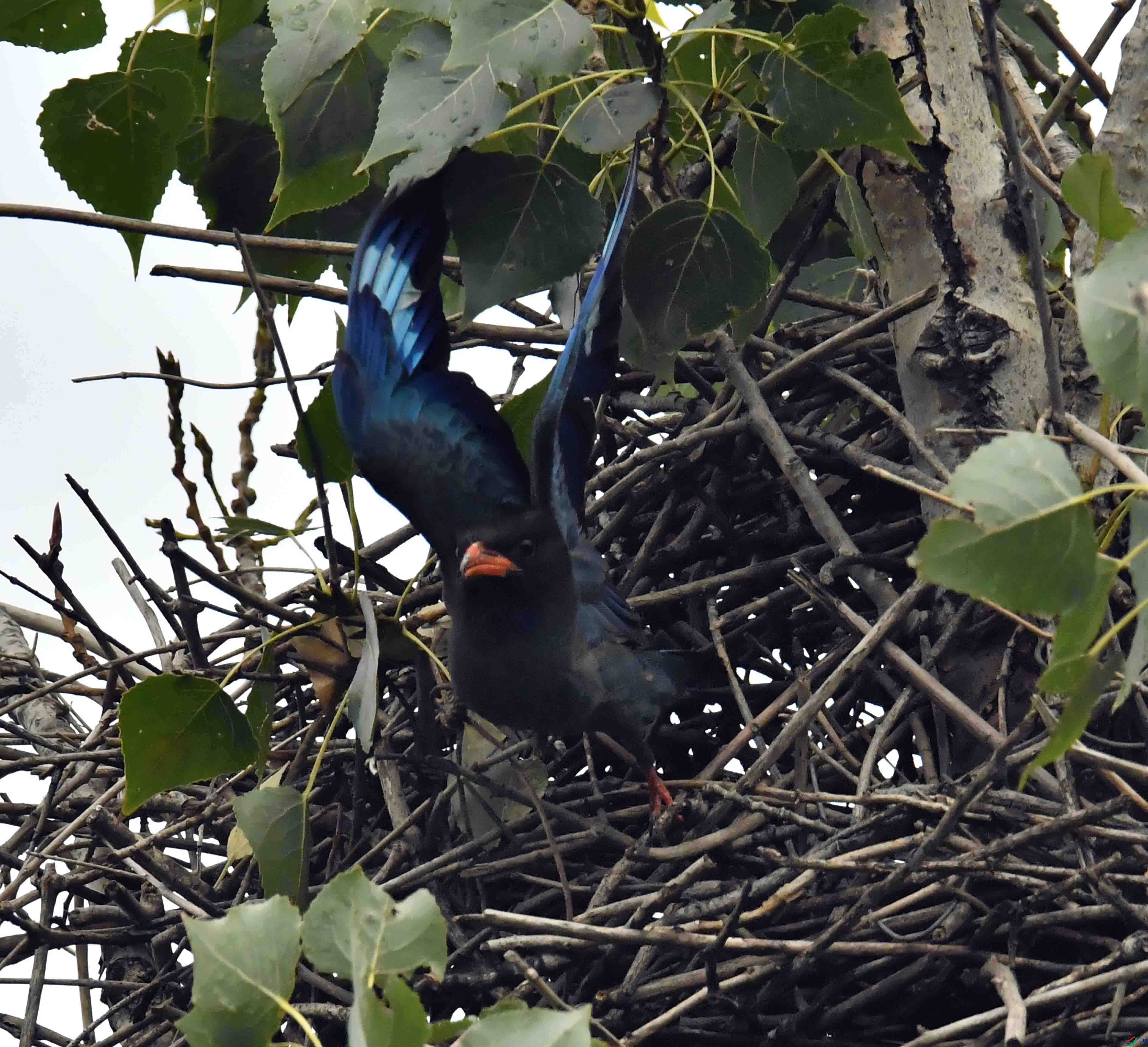 DSC_2910.JPG