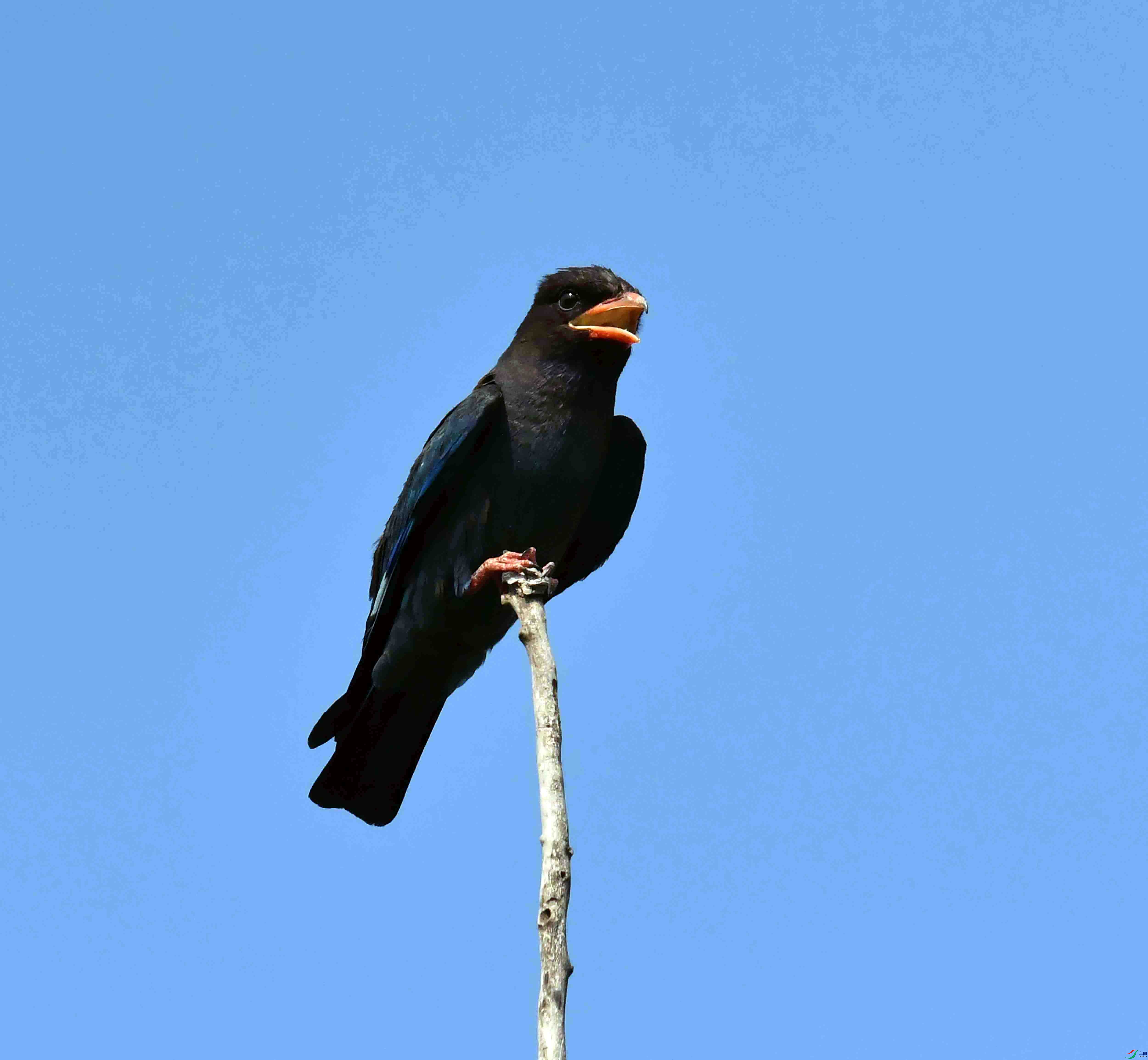 DSC_4256.JPG