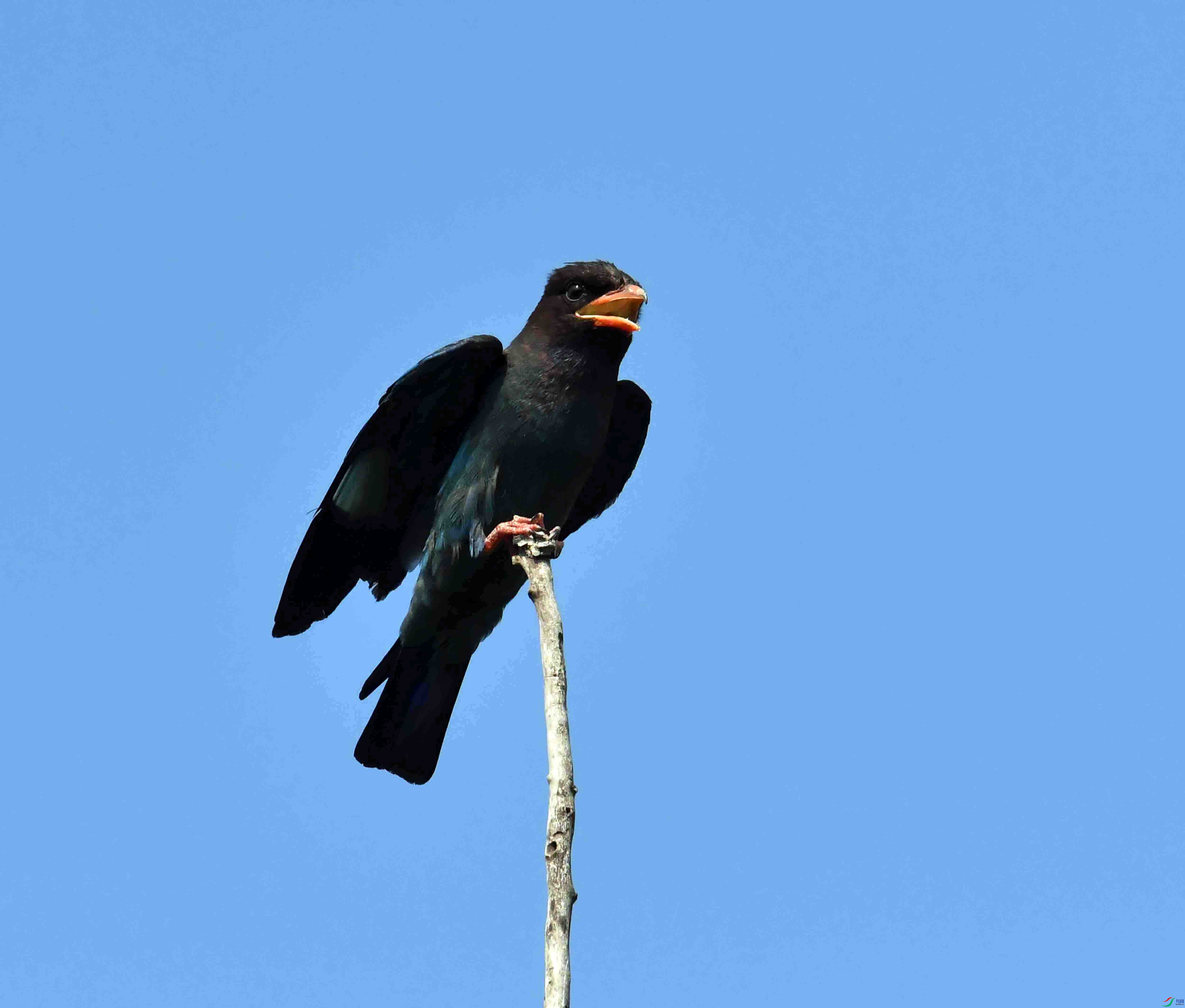 DSC_4255.JPG