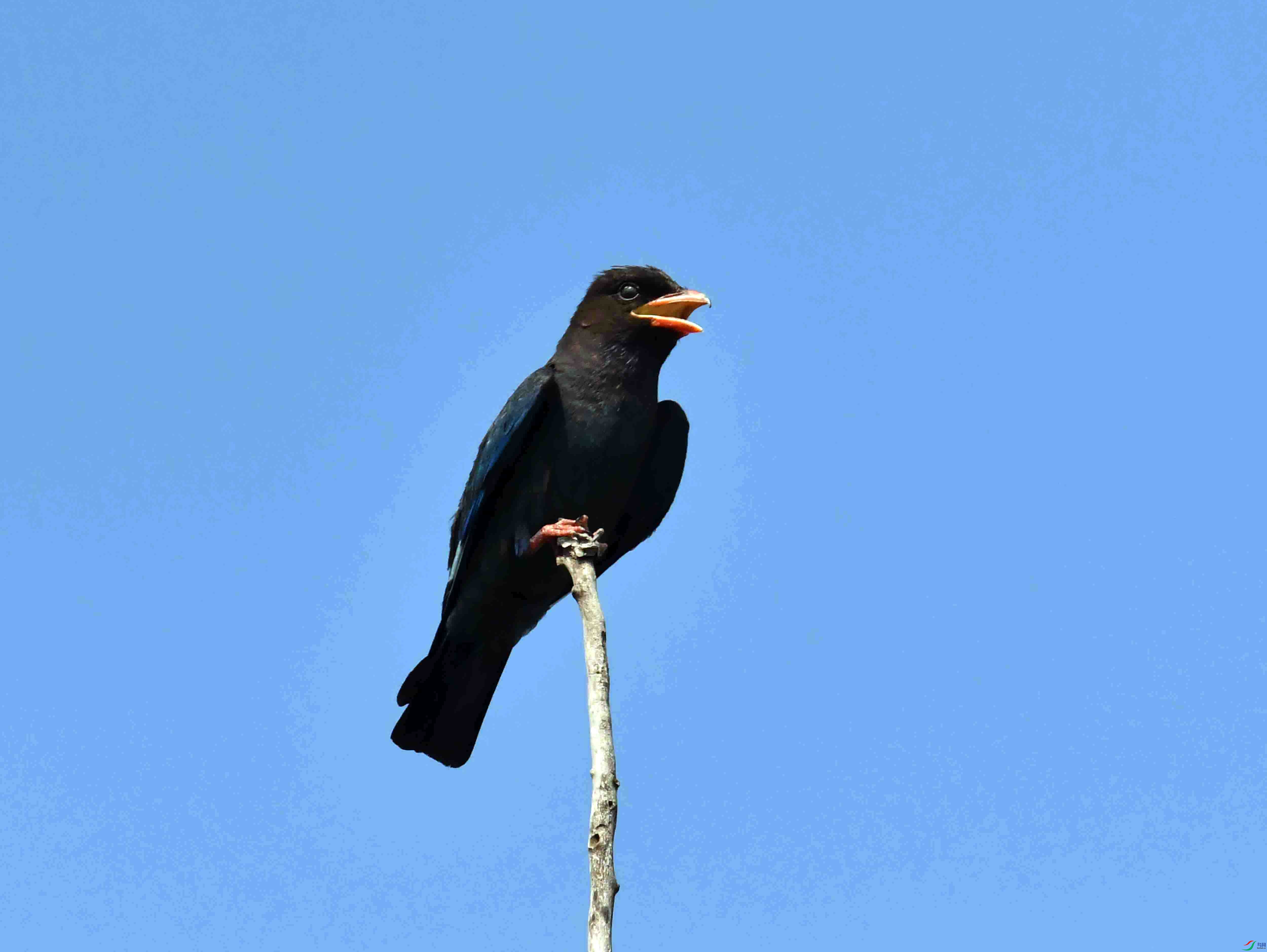 DSC_4257.JPG