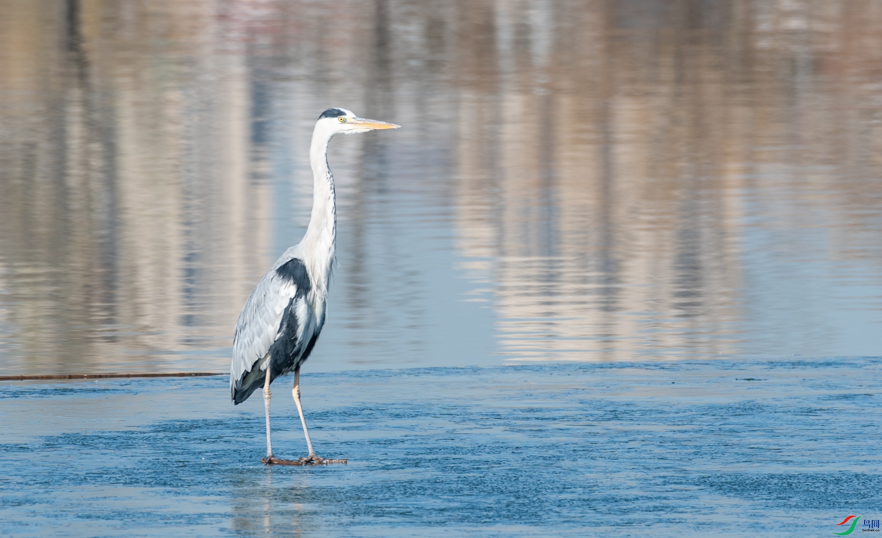 DSC_4456.jpg