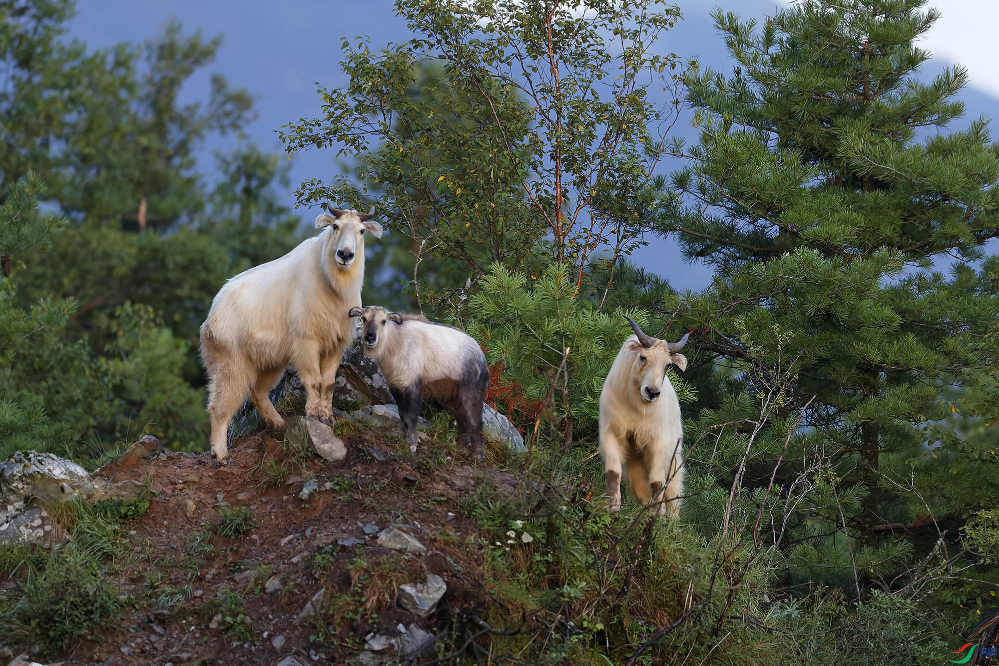 _A4I0005_DxOС ����.jpg