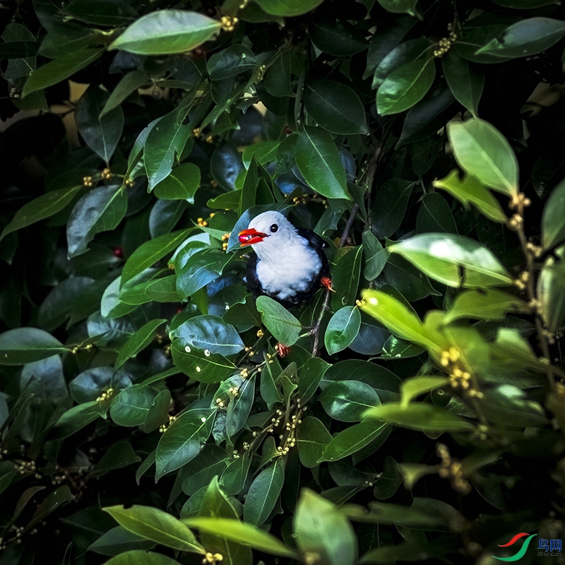 _L4I8715��ͷ����-��ʳ.jpg