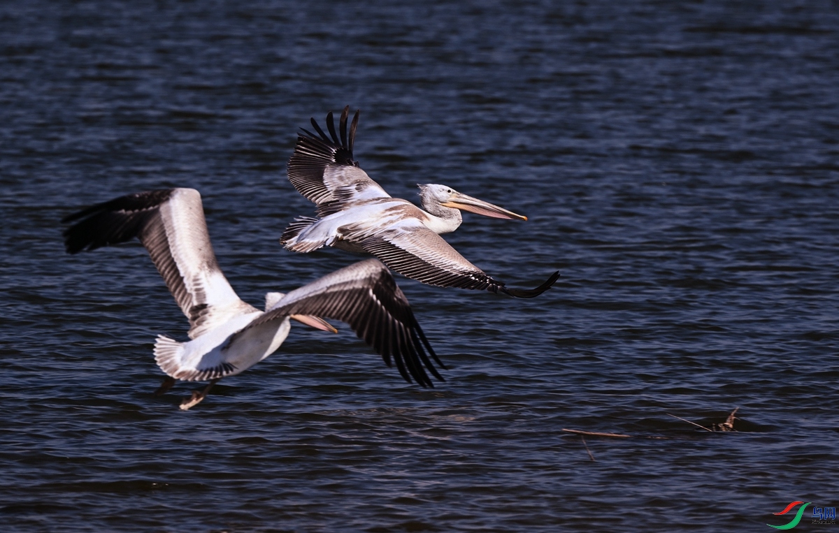 DSC_1094.JPG