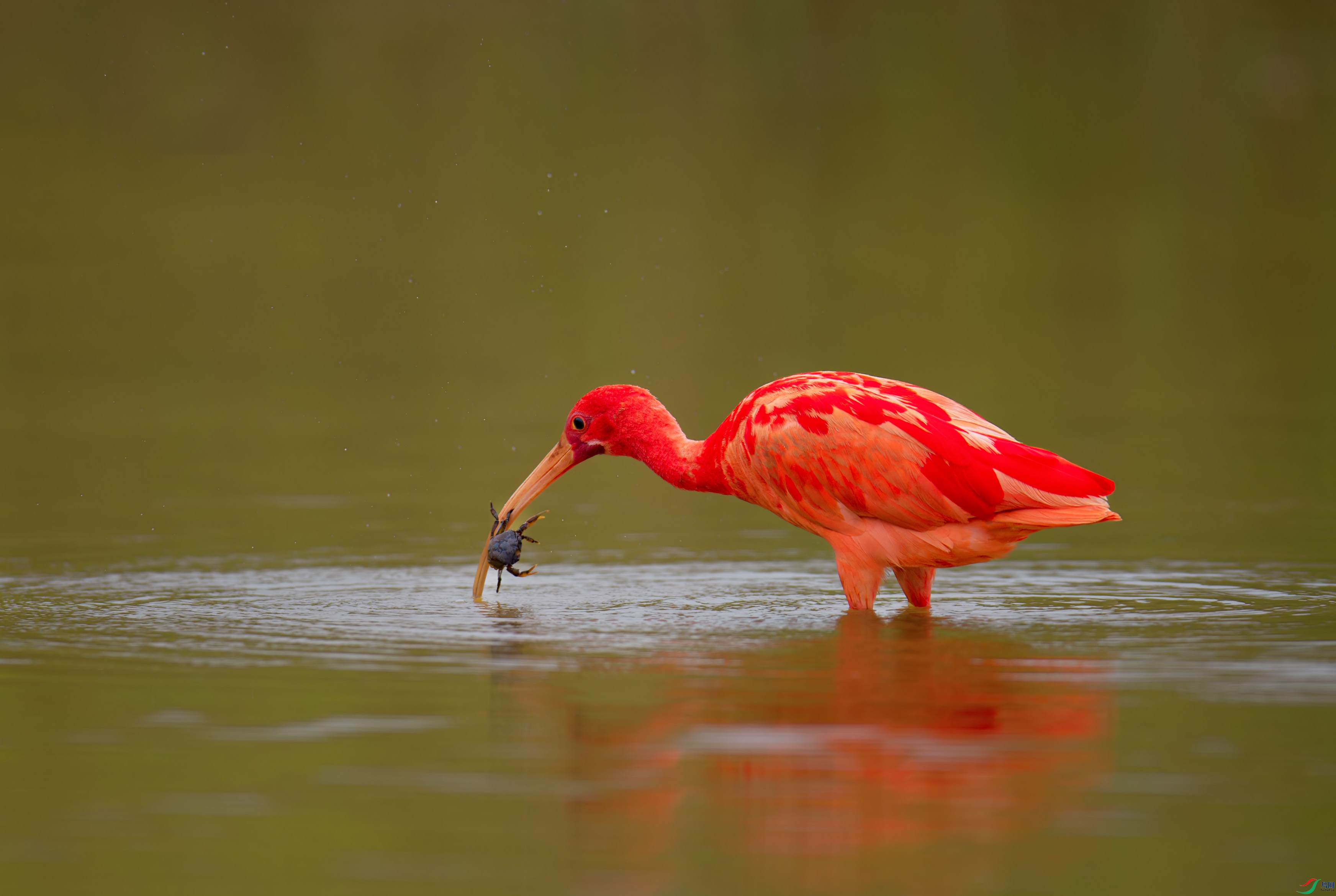 DSC_2450-1.jpg