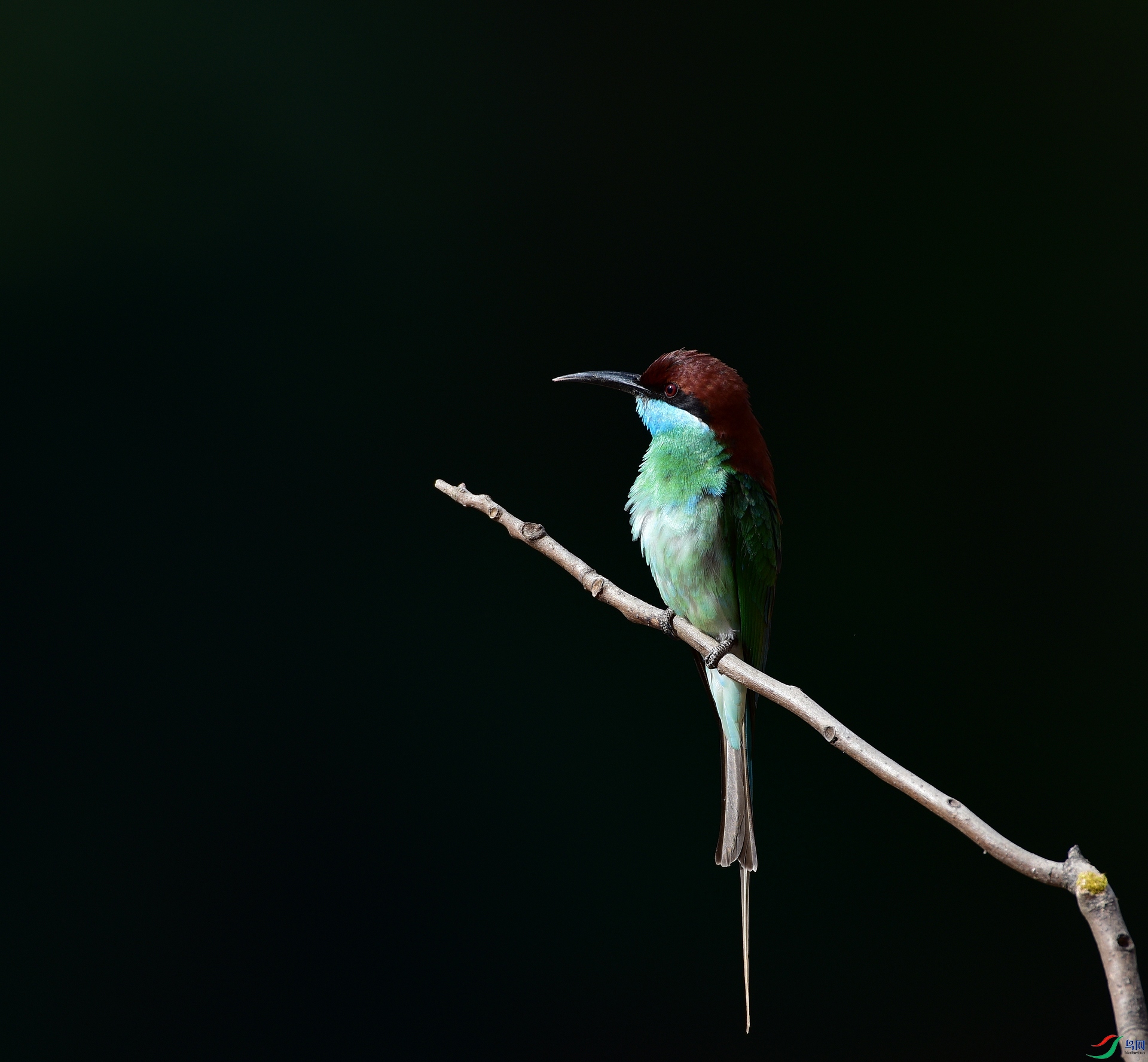 D8I_1336.jpg