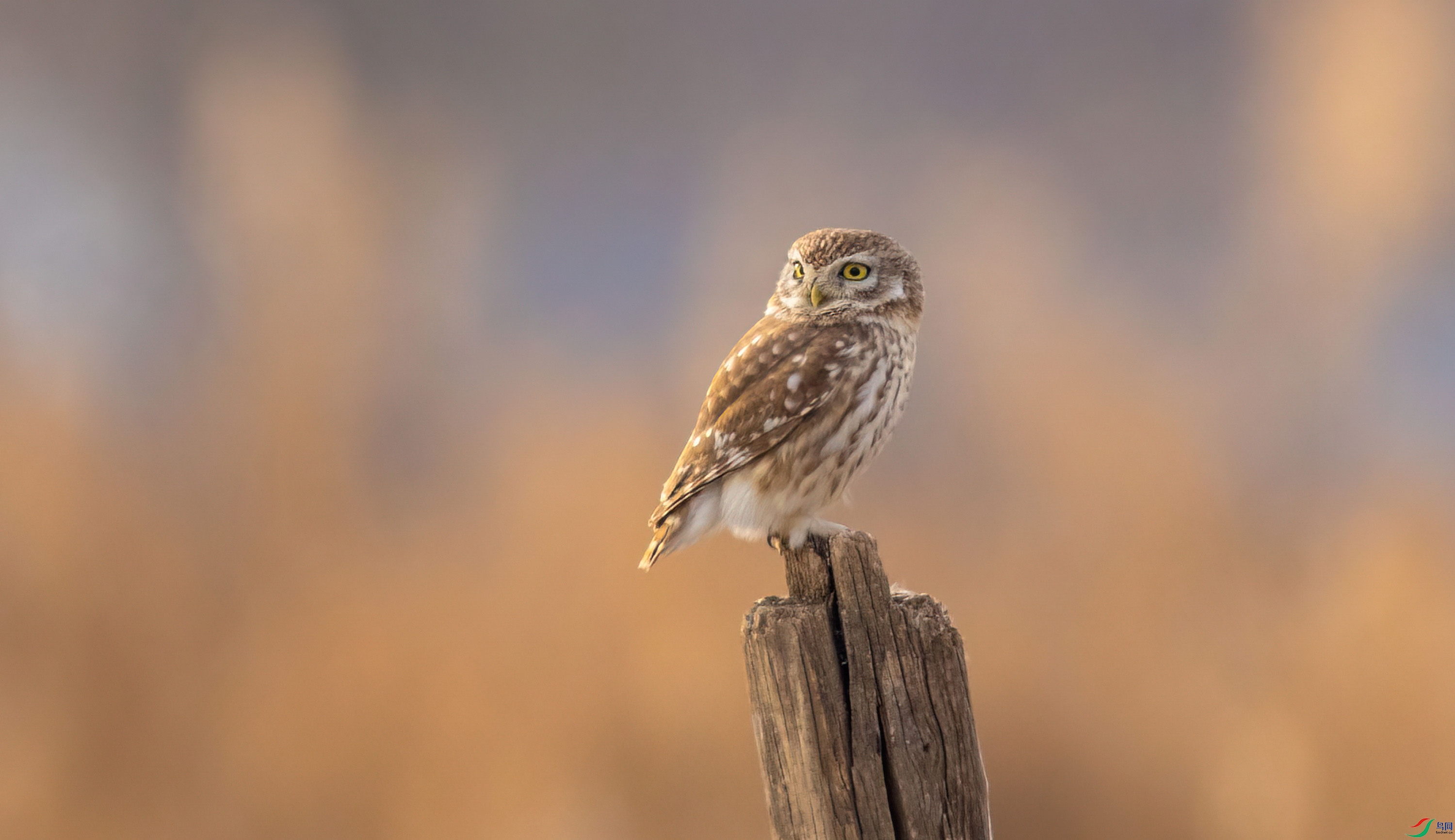 CH0A9810-7-low-light-1.JPG