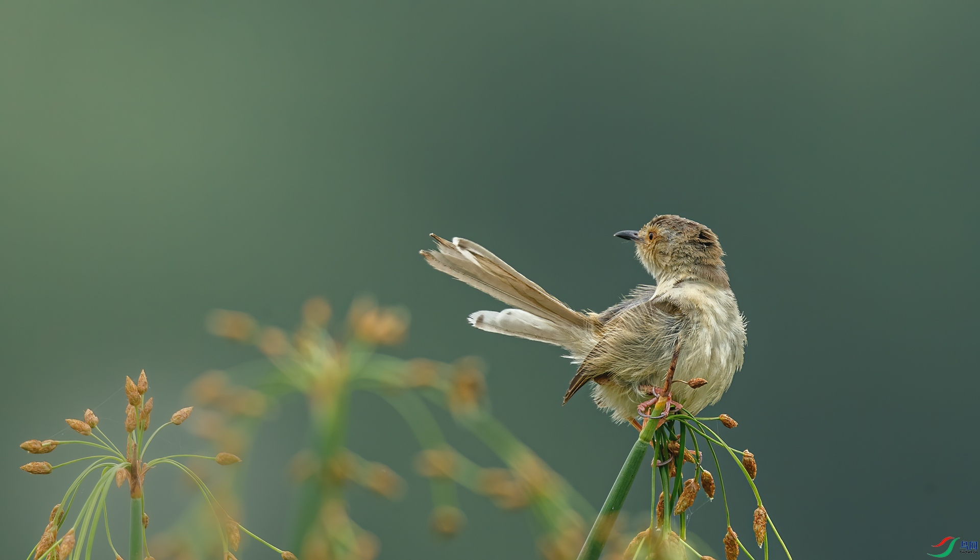 BJ1R0210-1.jpg