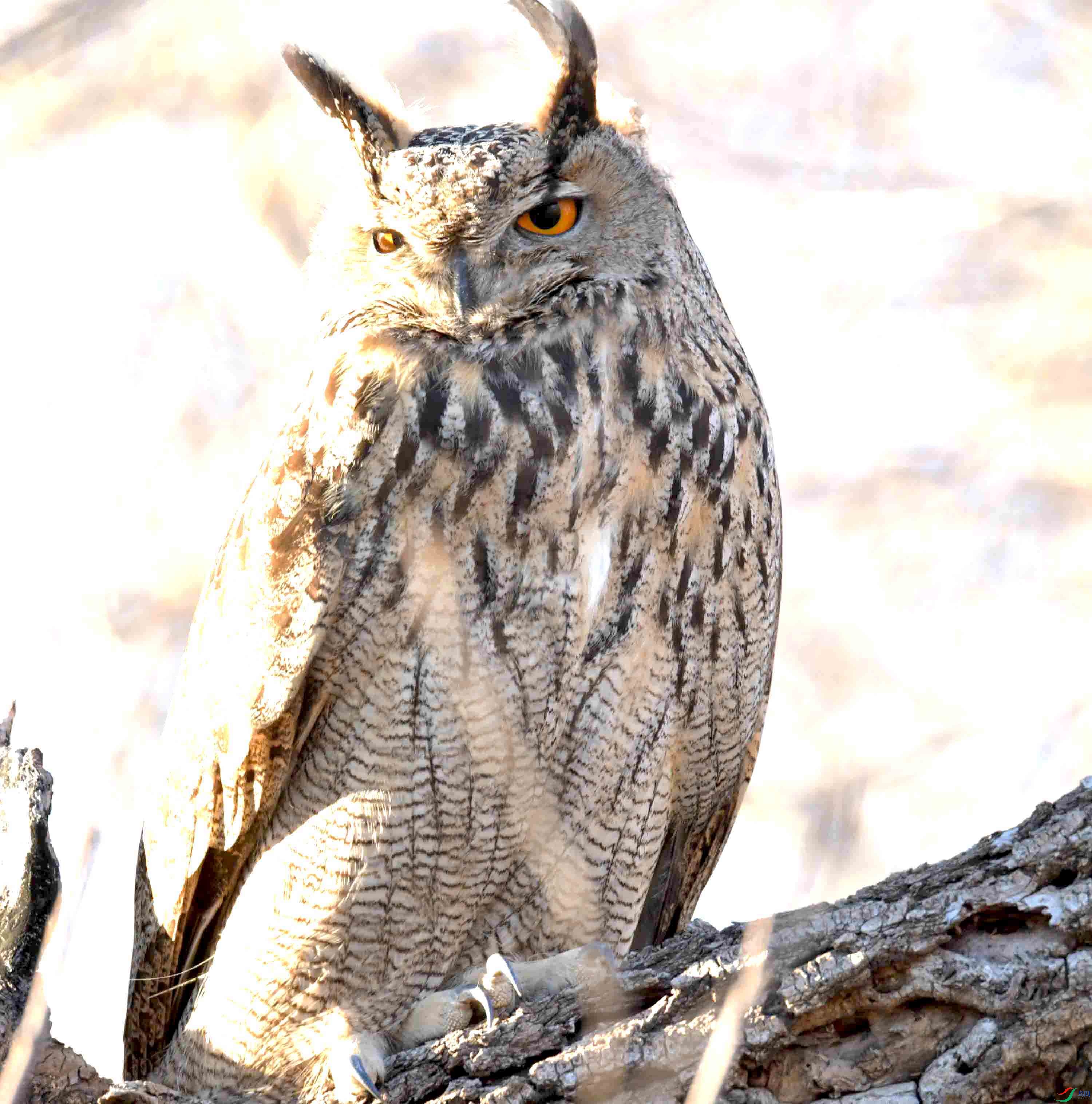 DSC_8325.JPG
