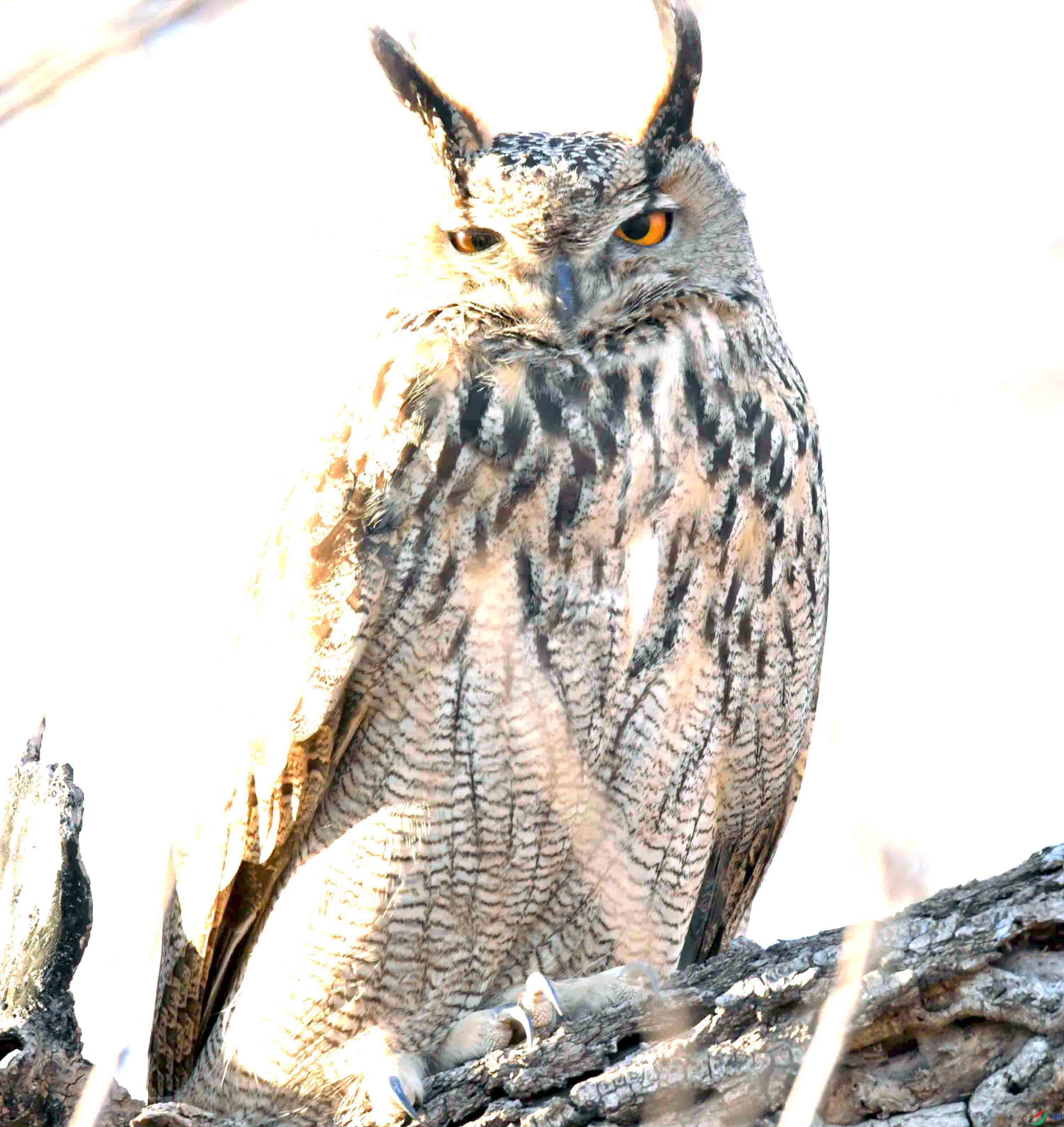 DSC_8328.JPG