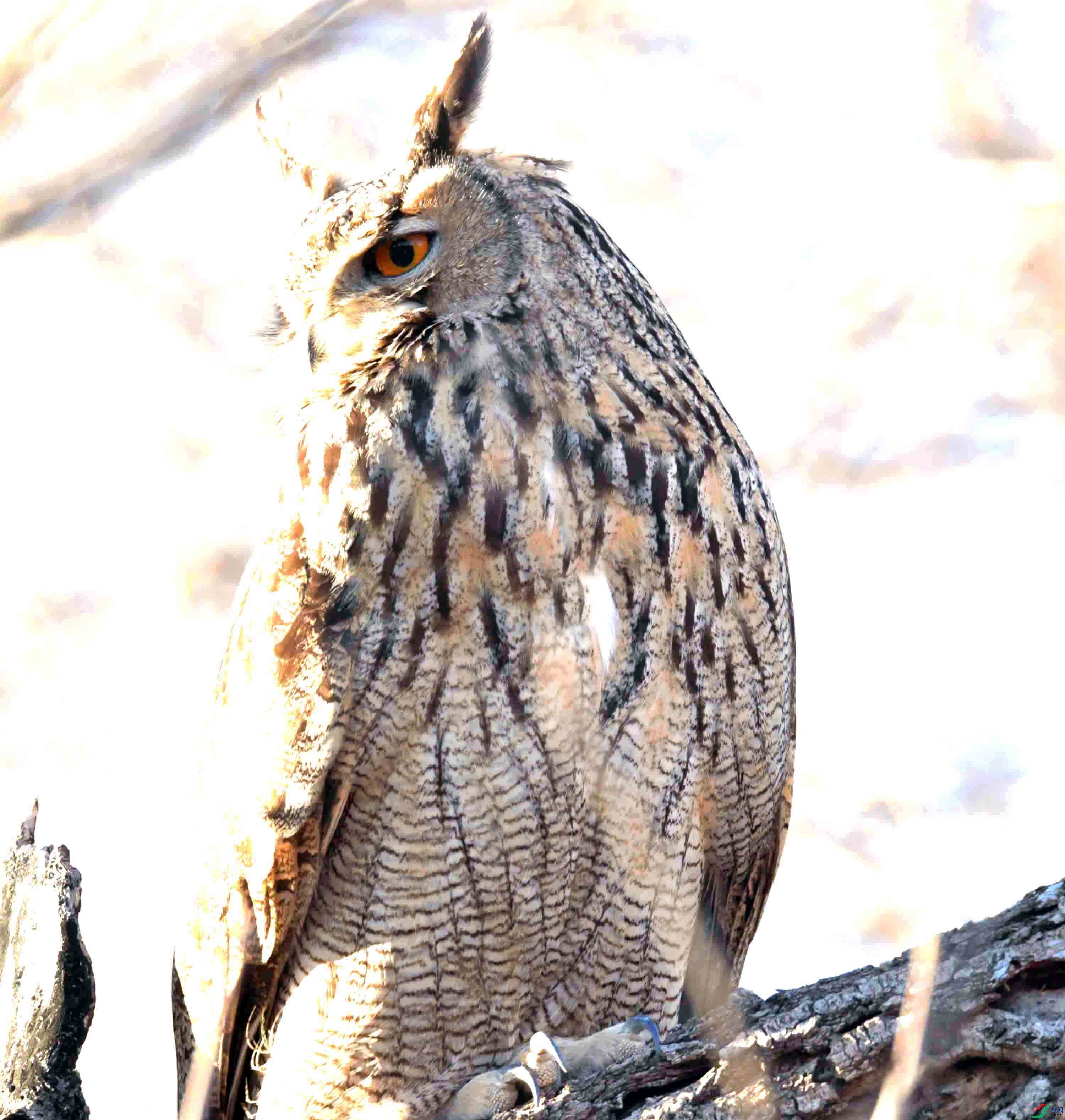 DSC_8336.JPG