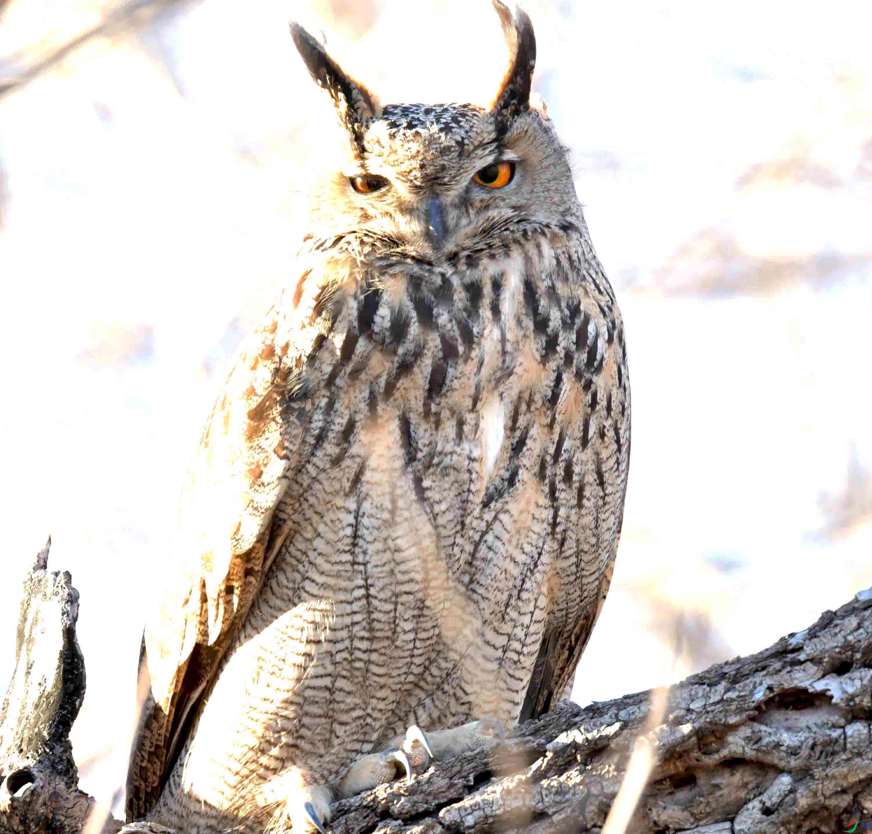 DSC_8327.JPG