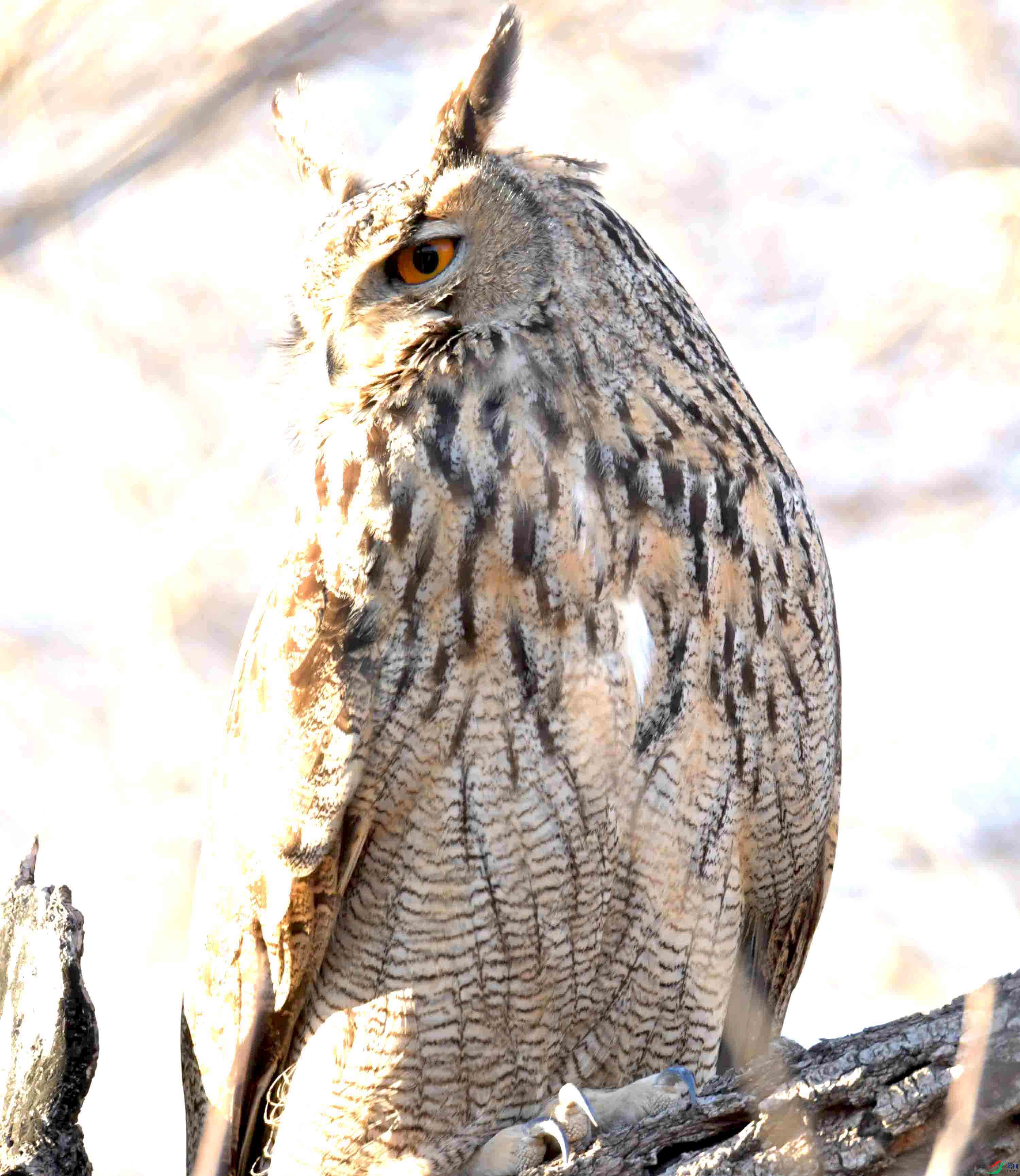 DSC_8337.JPG