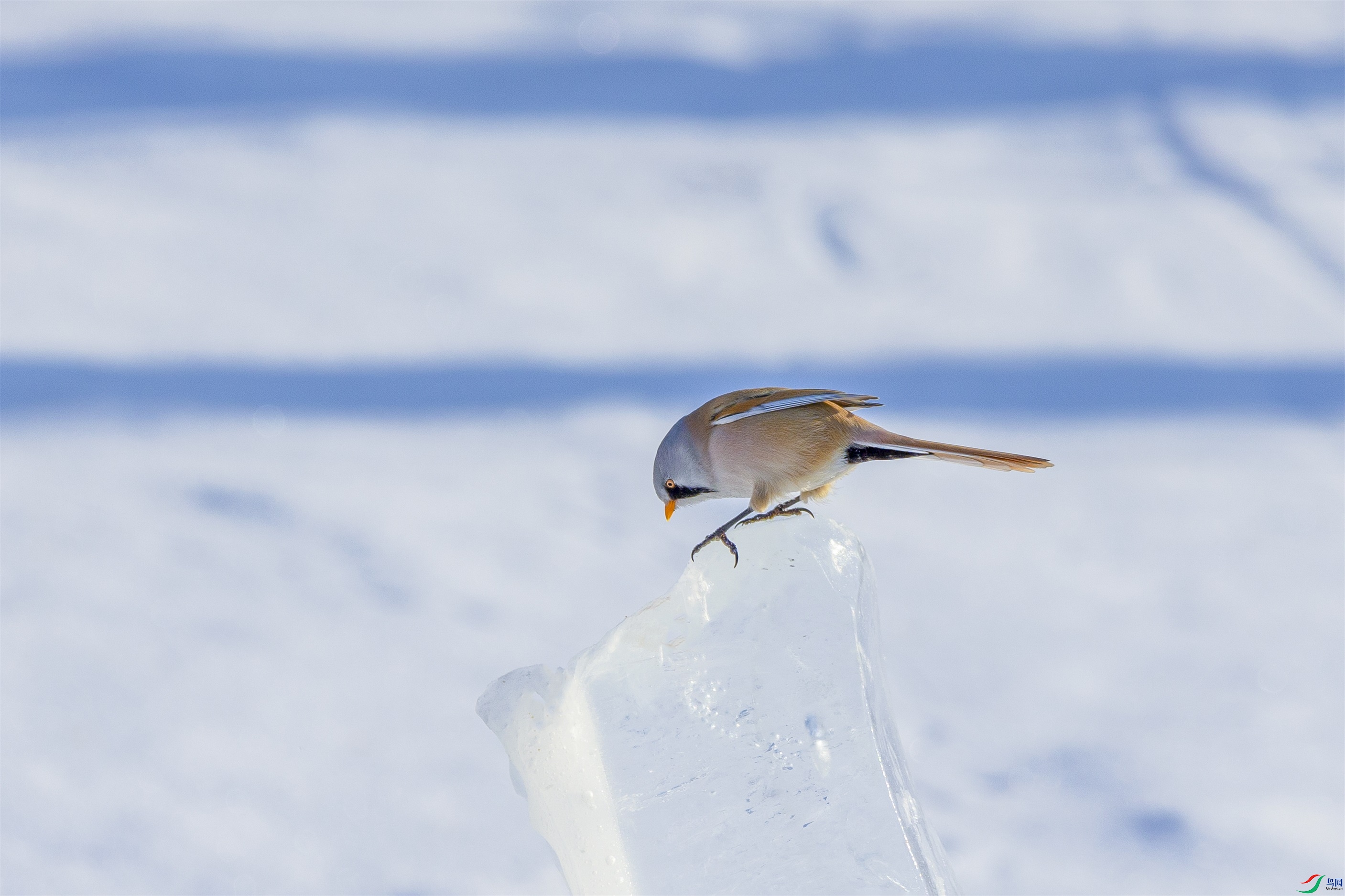 1K3A0123 ����1.jpg