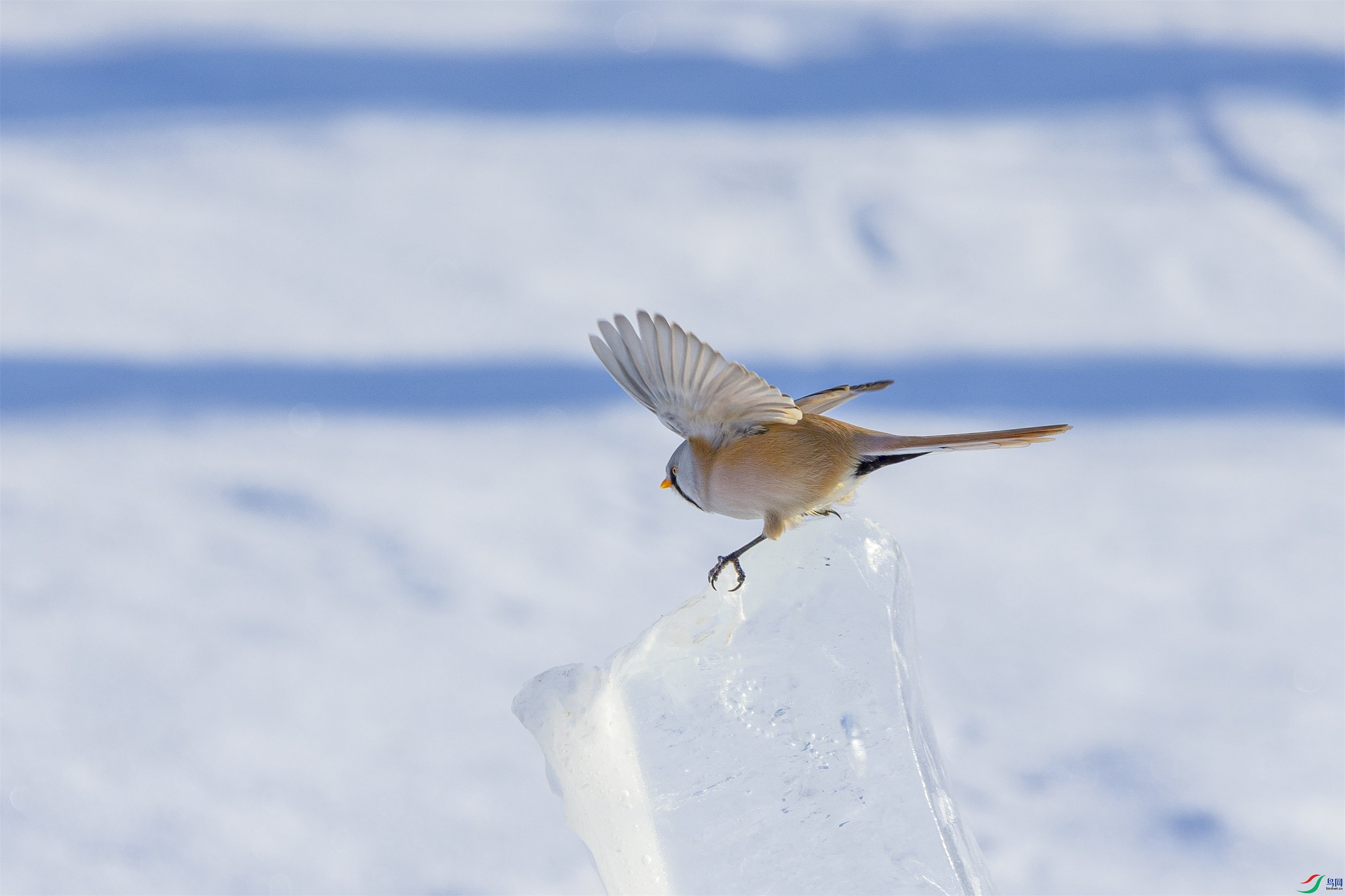 1K3A0125 ����1.jpg