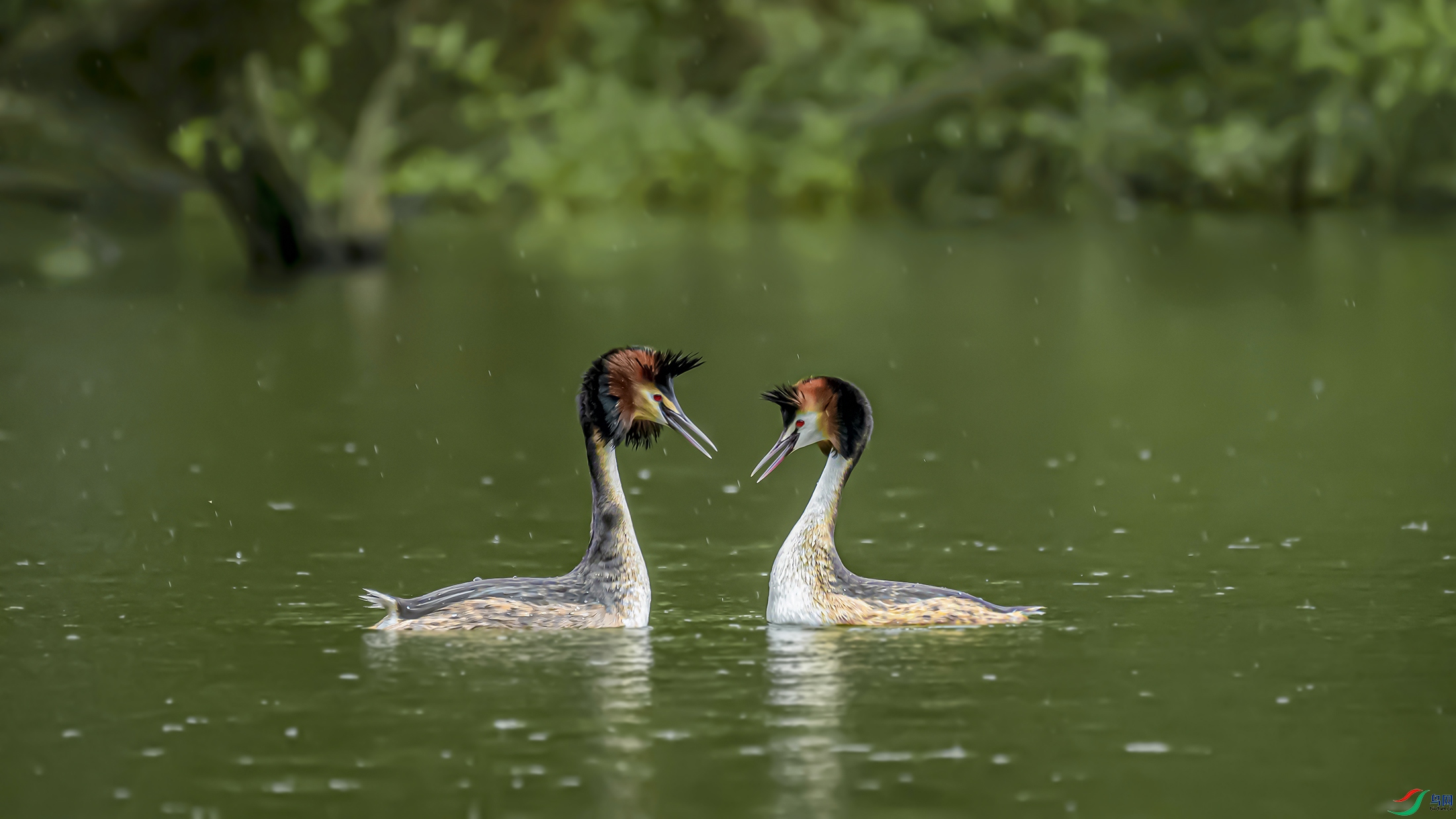 �ر�İ����ر����