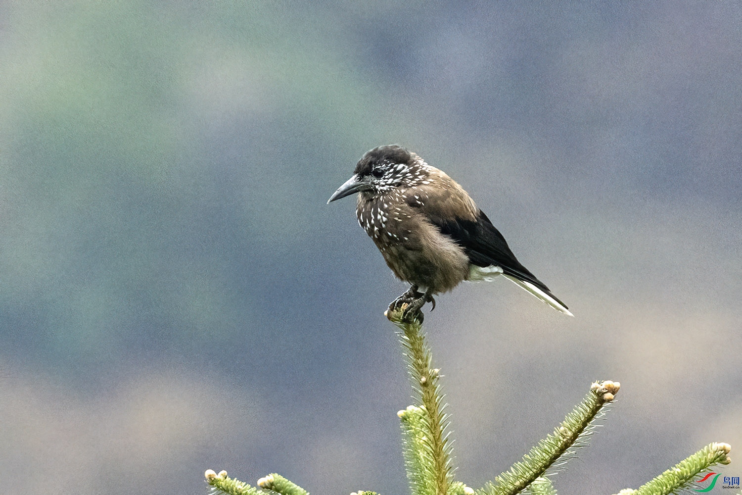 P6111552-��ѻ.jpg