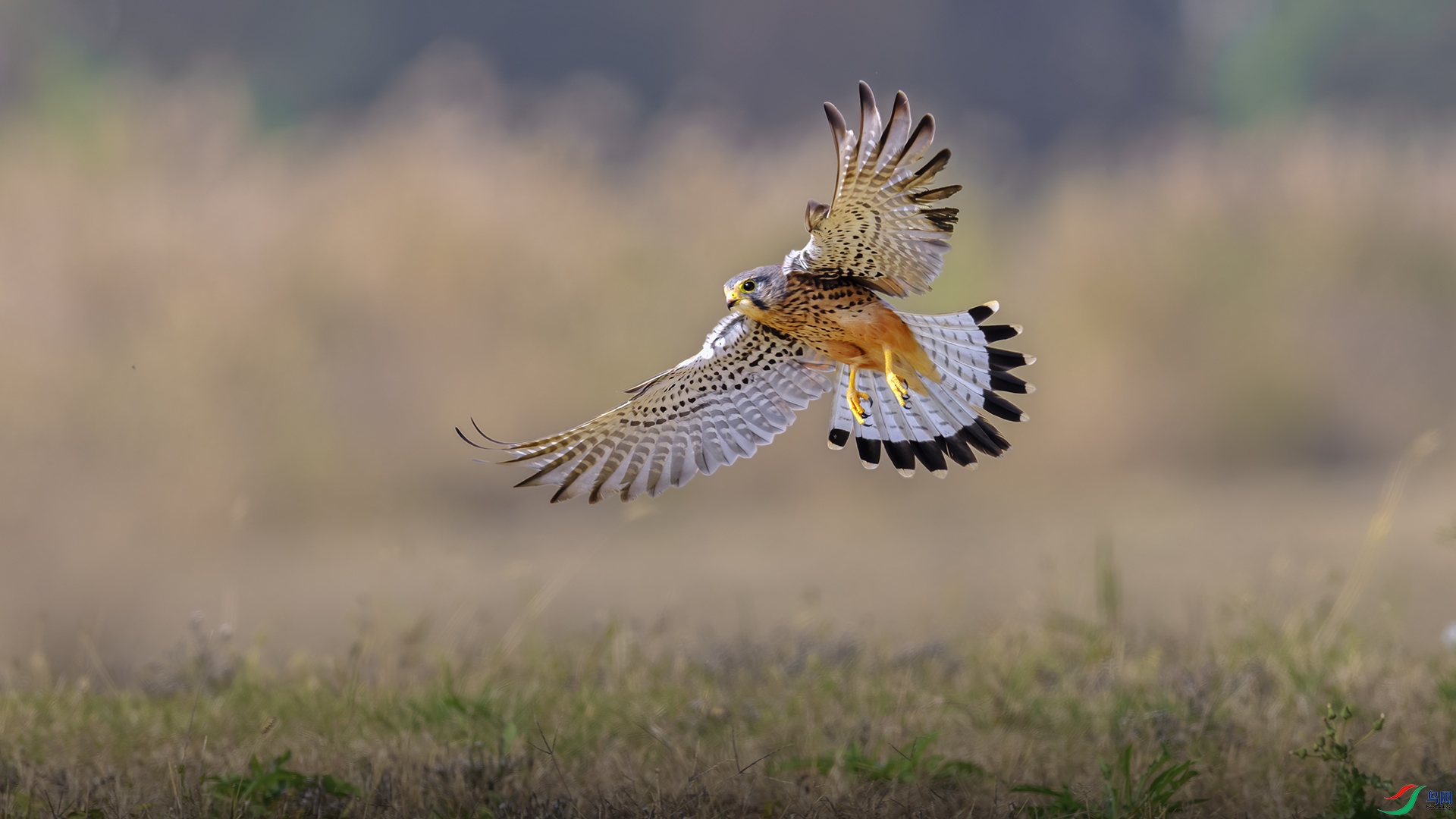 _K9A6445-200-1.jpg