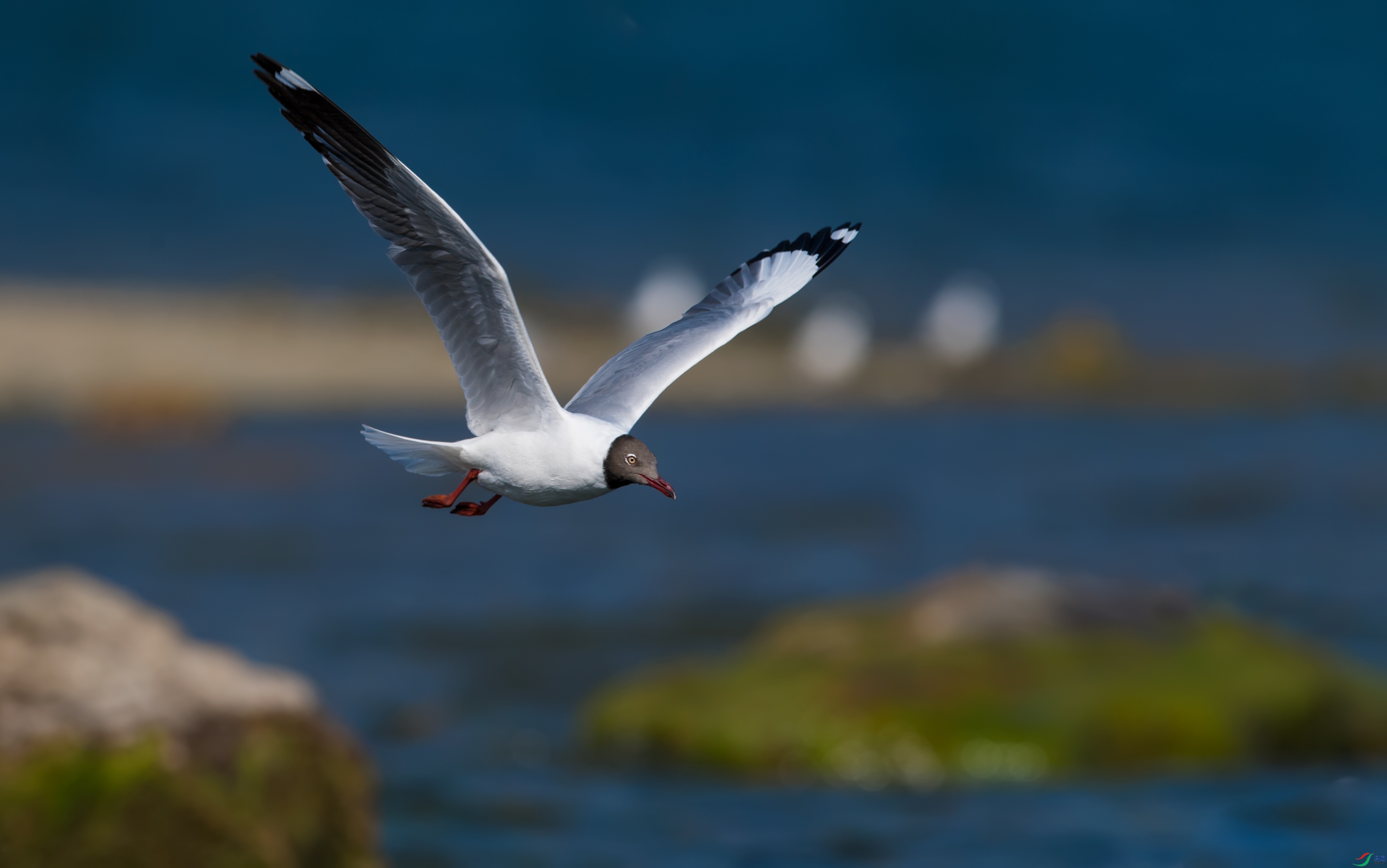 DSC_2520.jpg