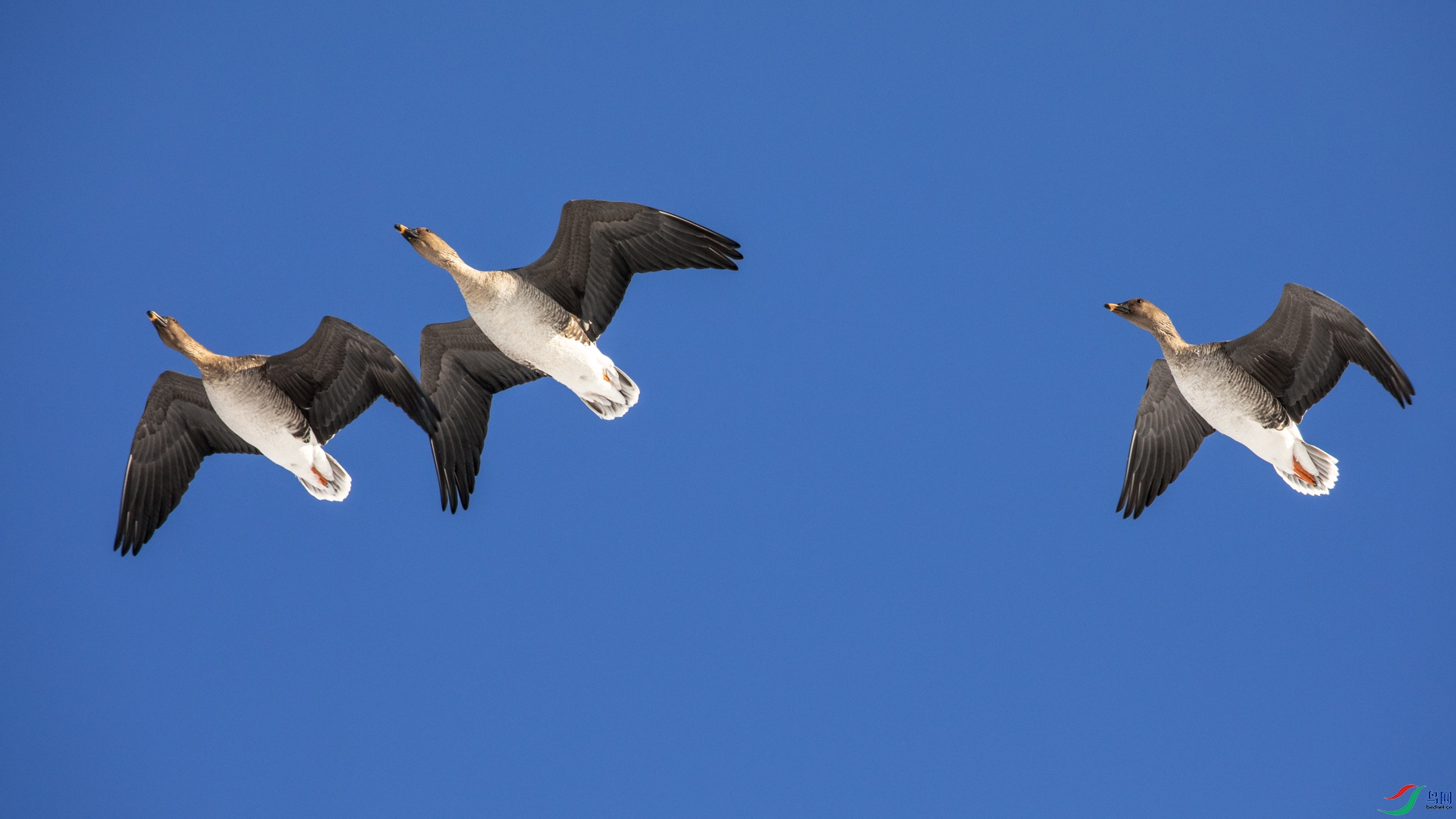 �������˪���£�����