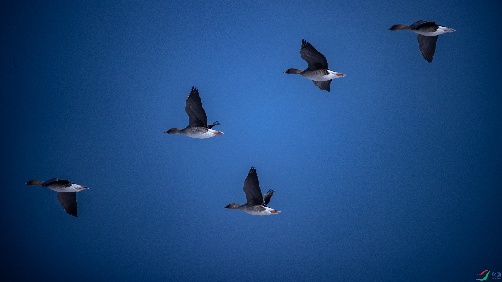 �������˪���£��ģ�