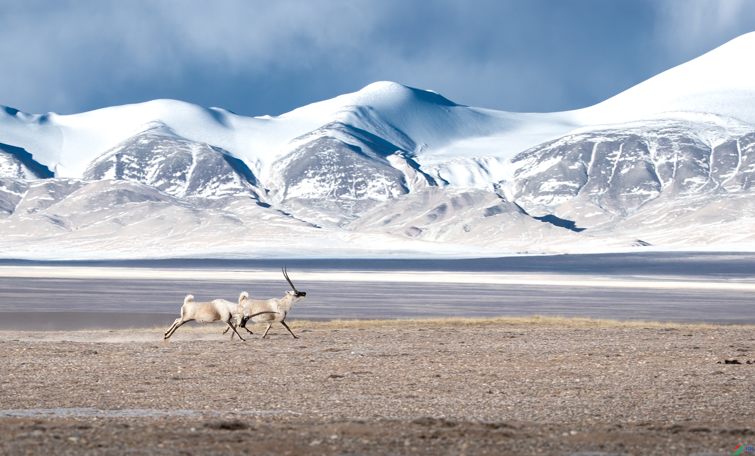 A15I2199-����ǿ-NR ����.jpg