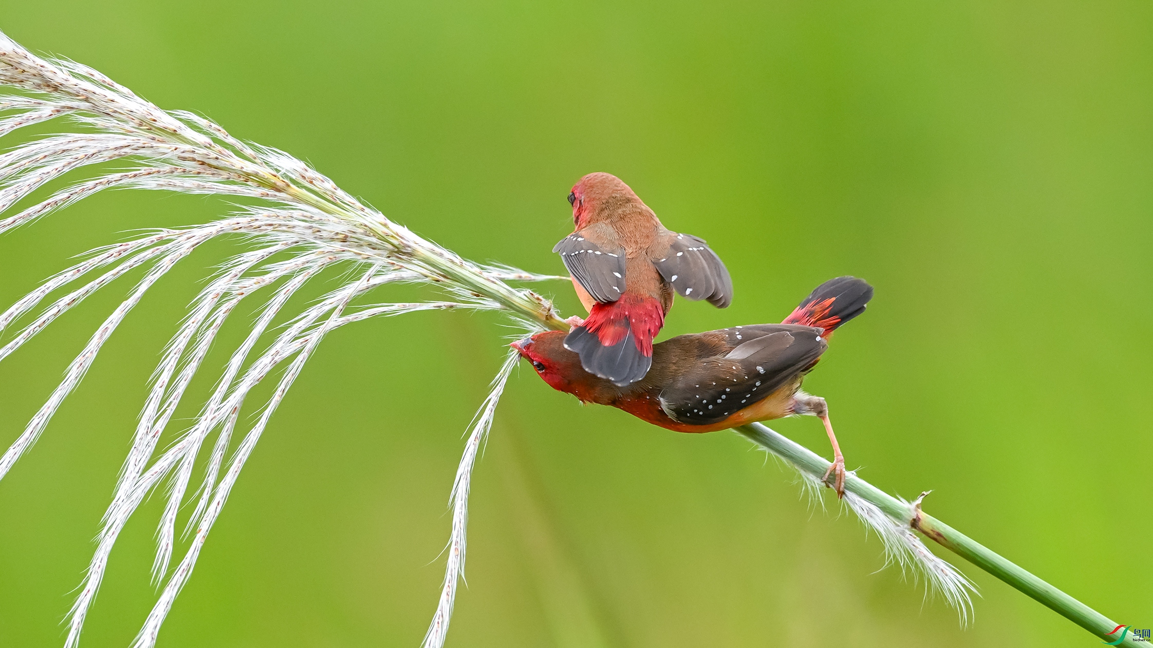 1568 ����.jpg