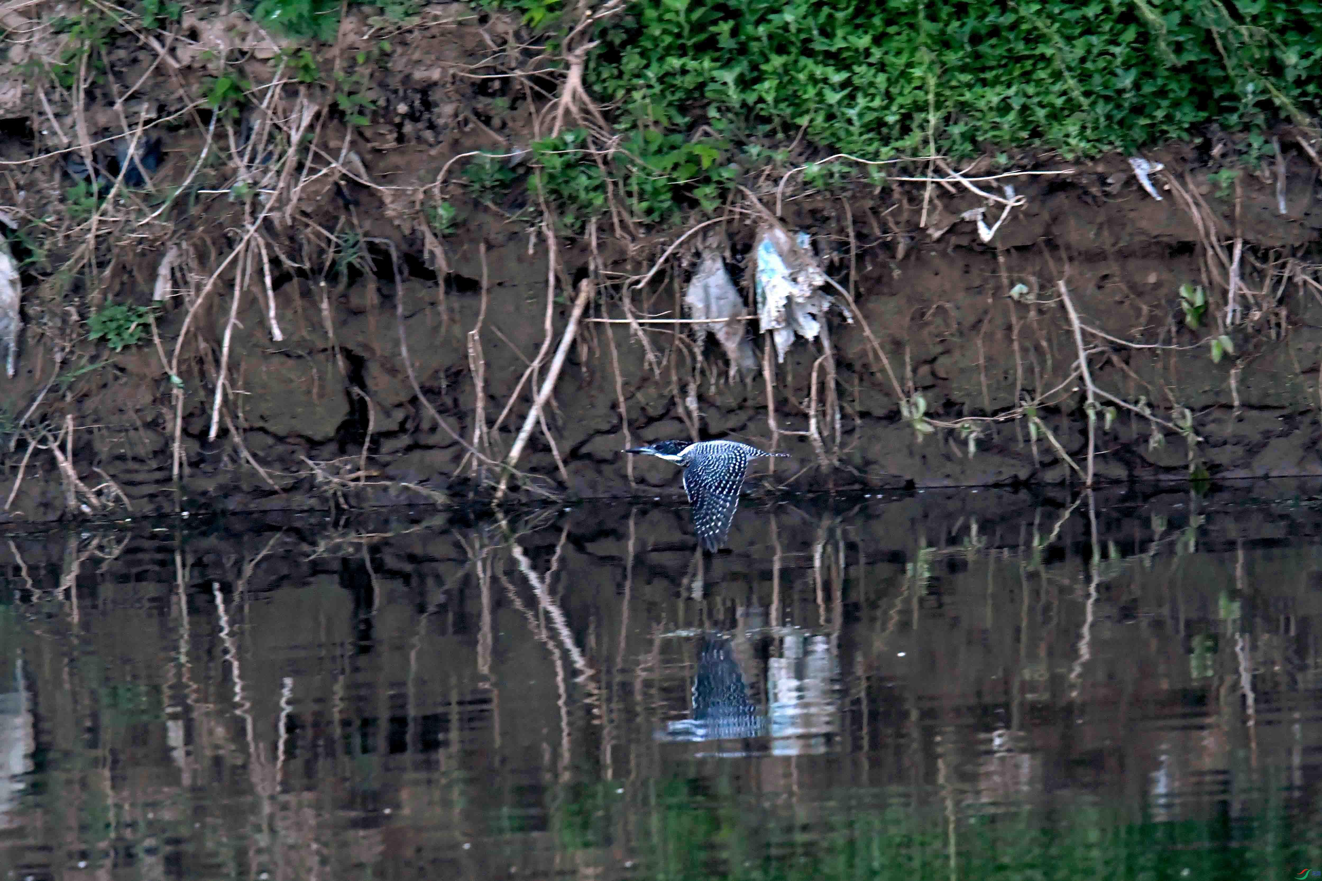 DSC_0368.JPG