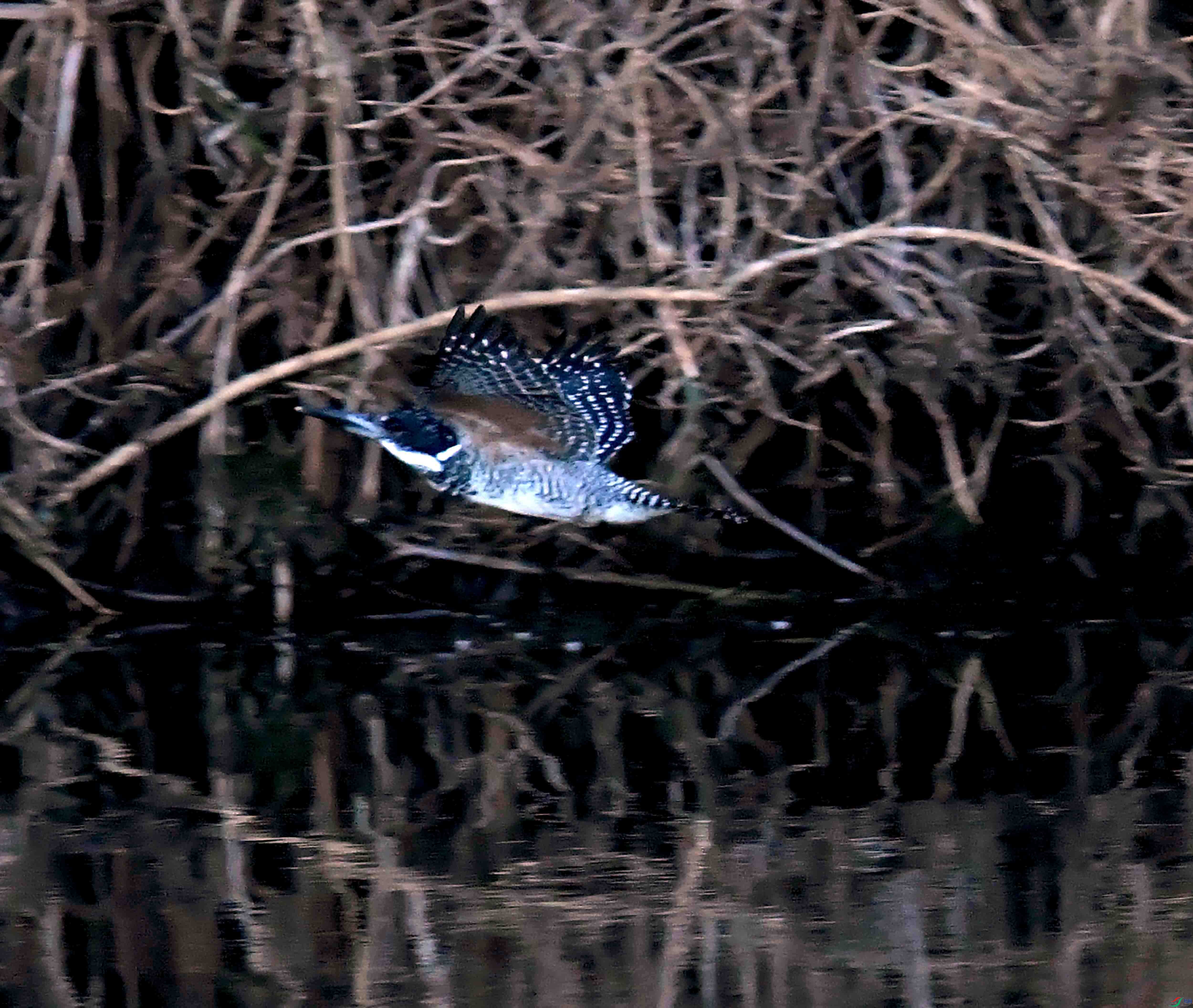 DSC_0372.JPG