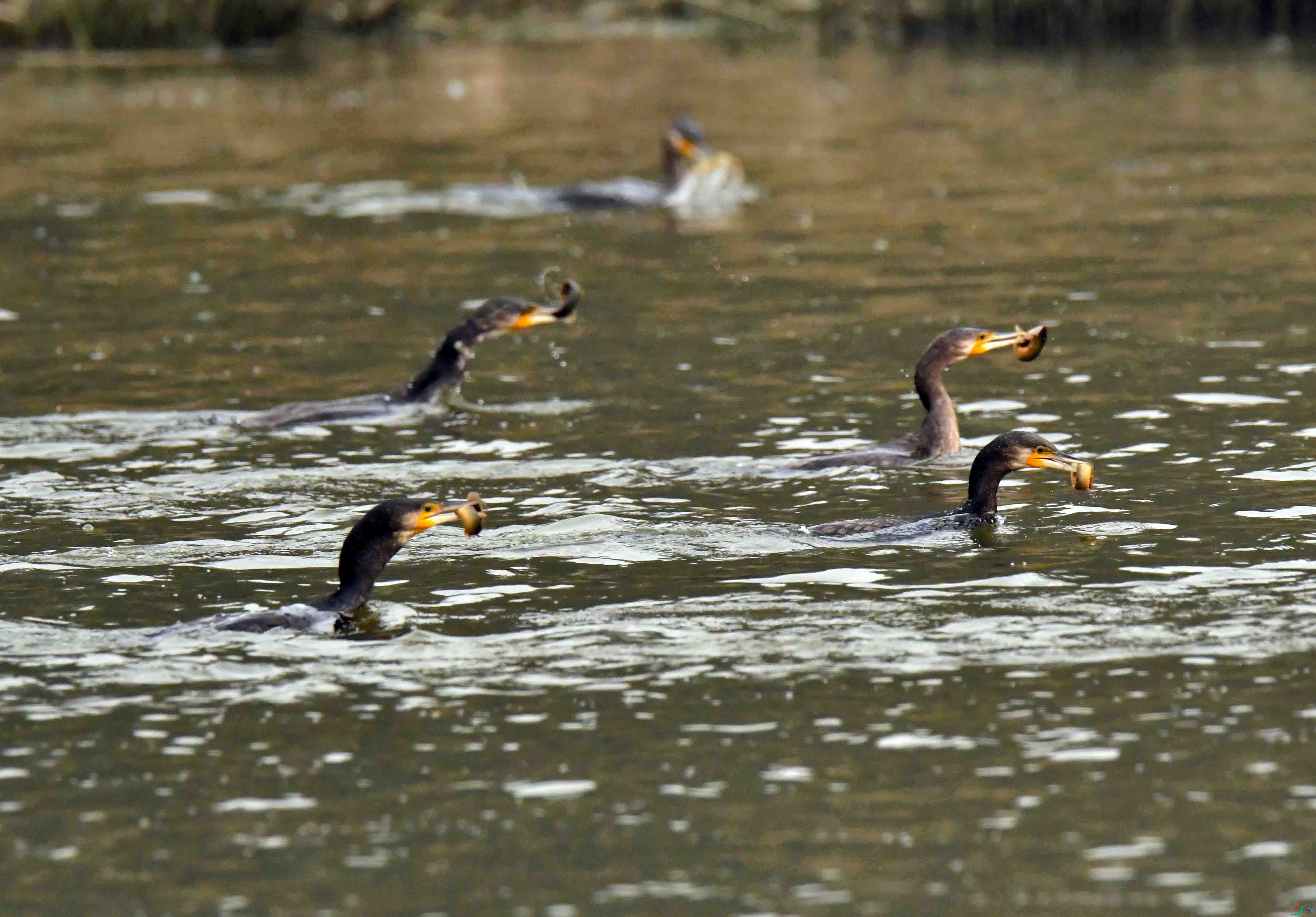 DSC_6340.JPG