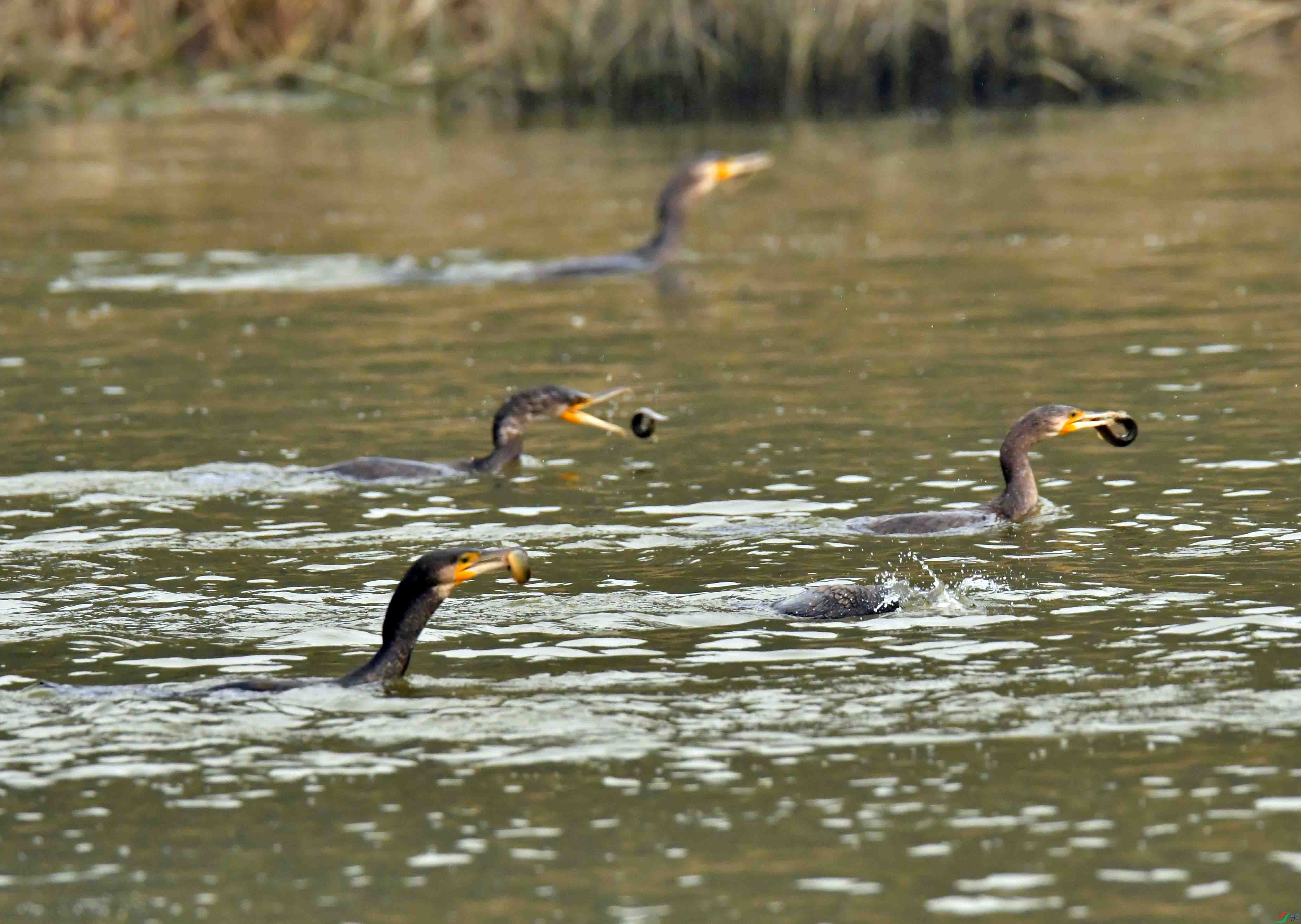 DSC_6343.JPG