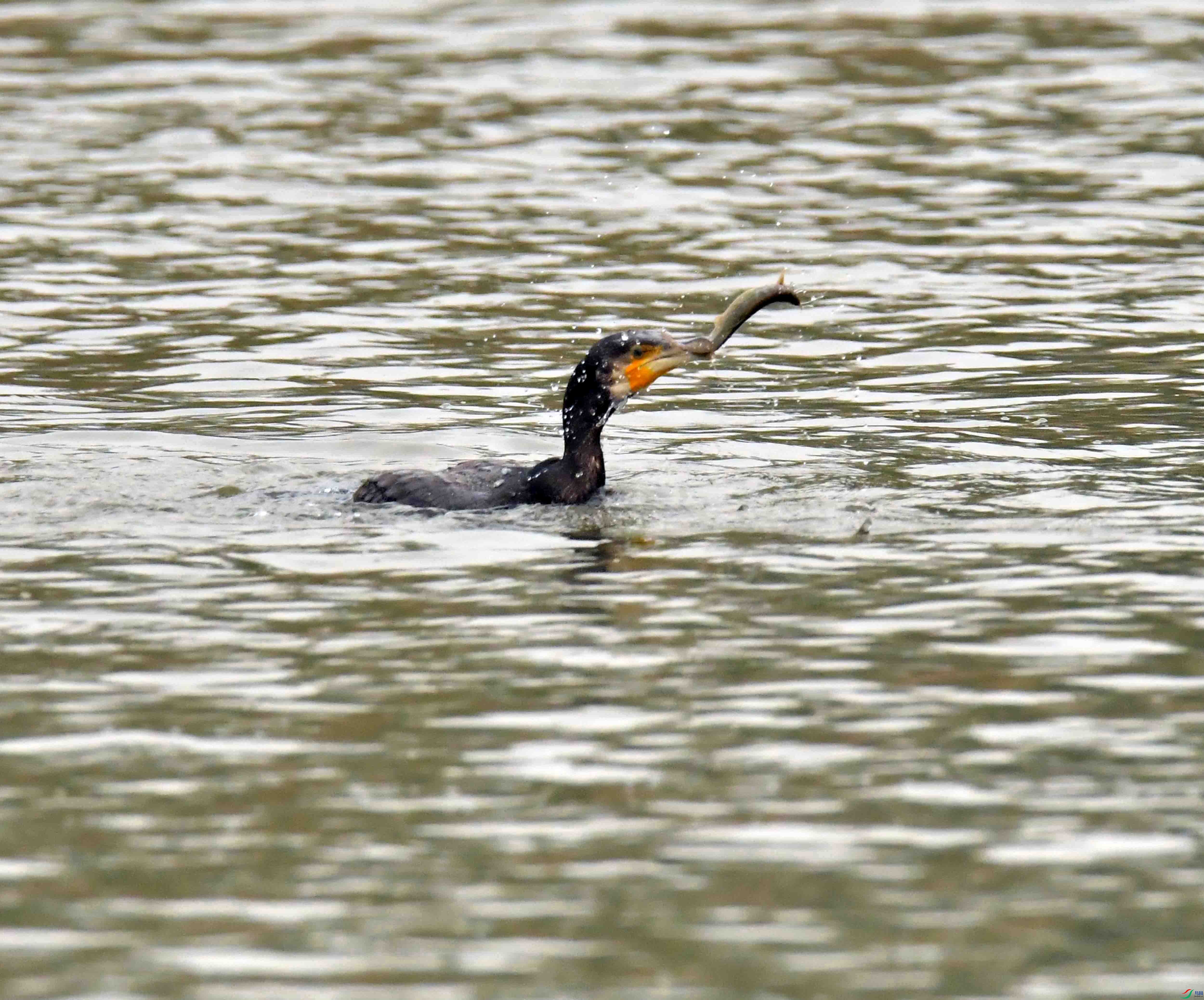 DSC_6397.JPG