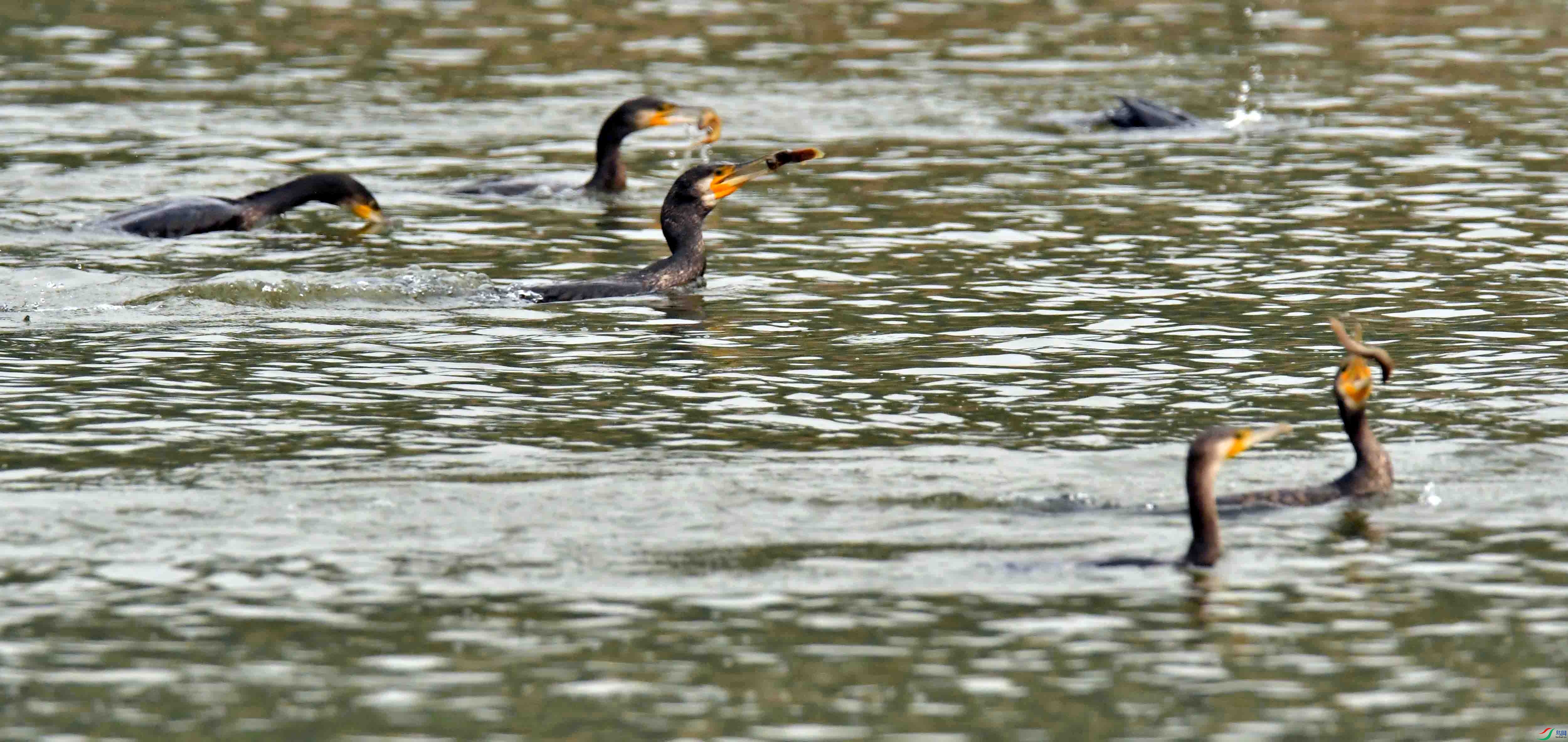 DSC_6371.JPG