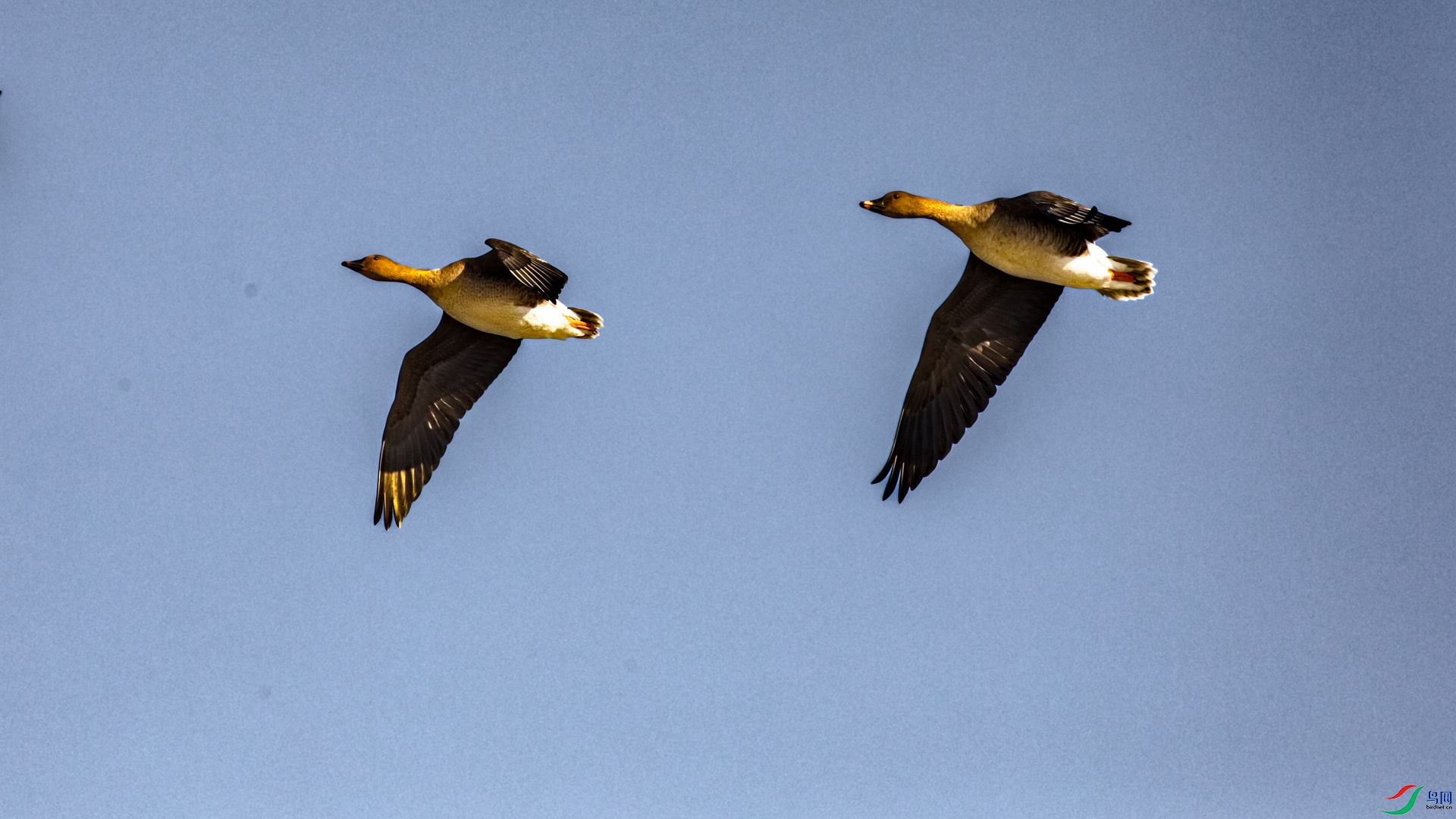 �����Ϸ��㣨����