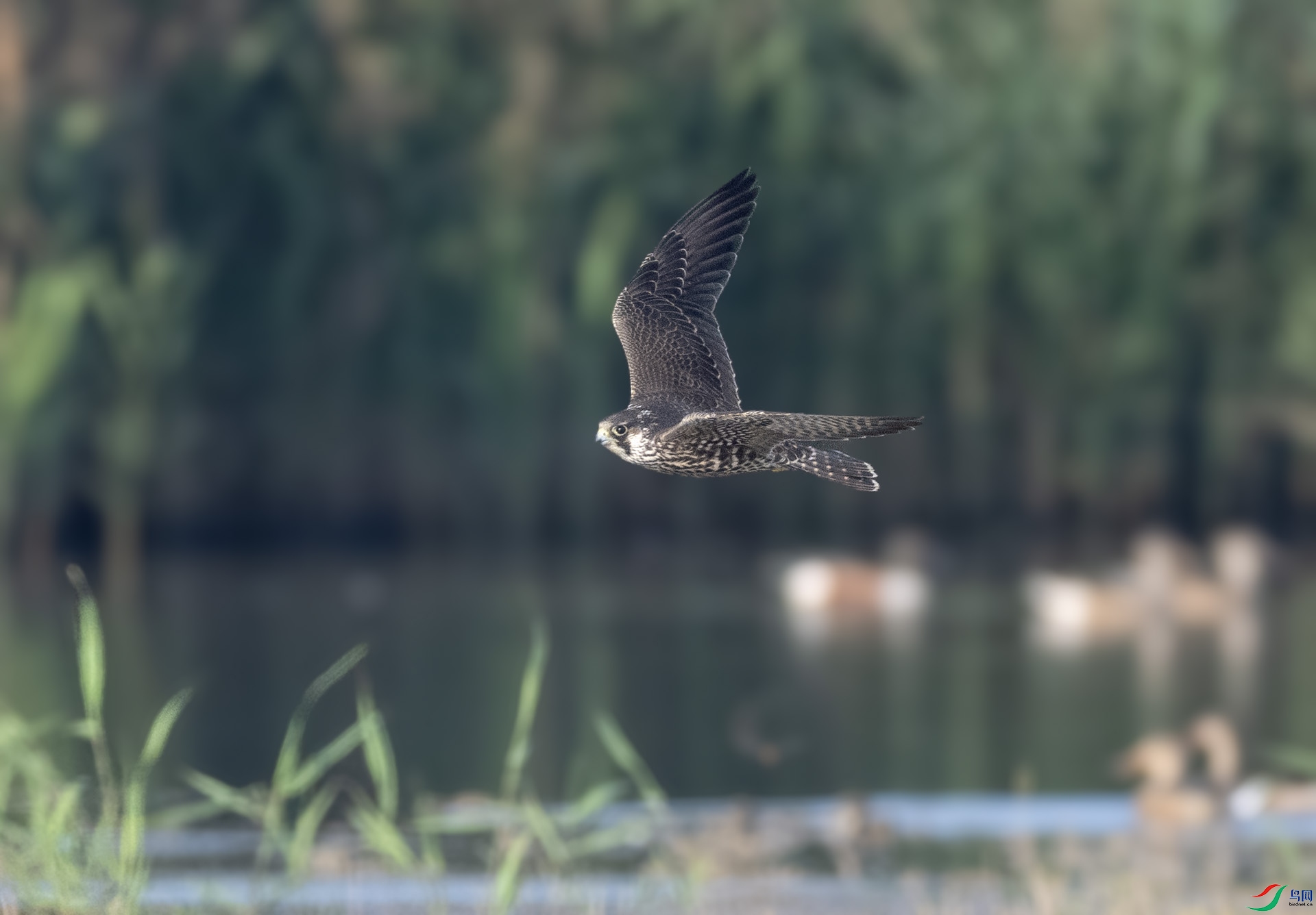 ��DSC_7356 ��ؐ.jpg