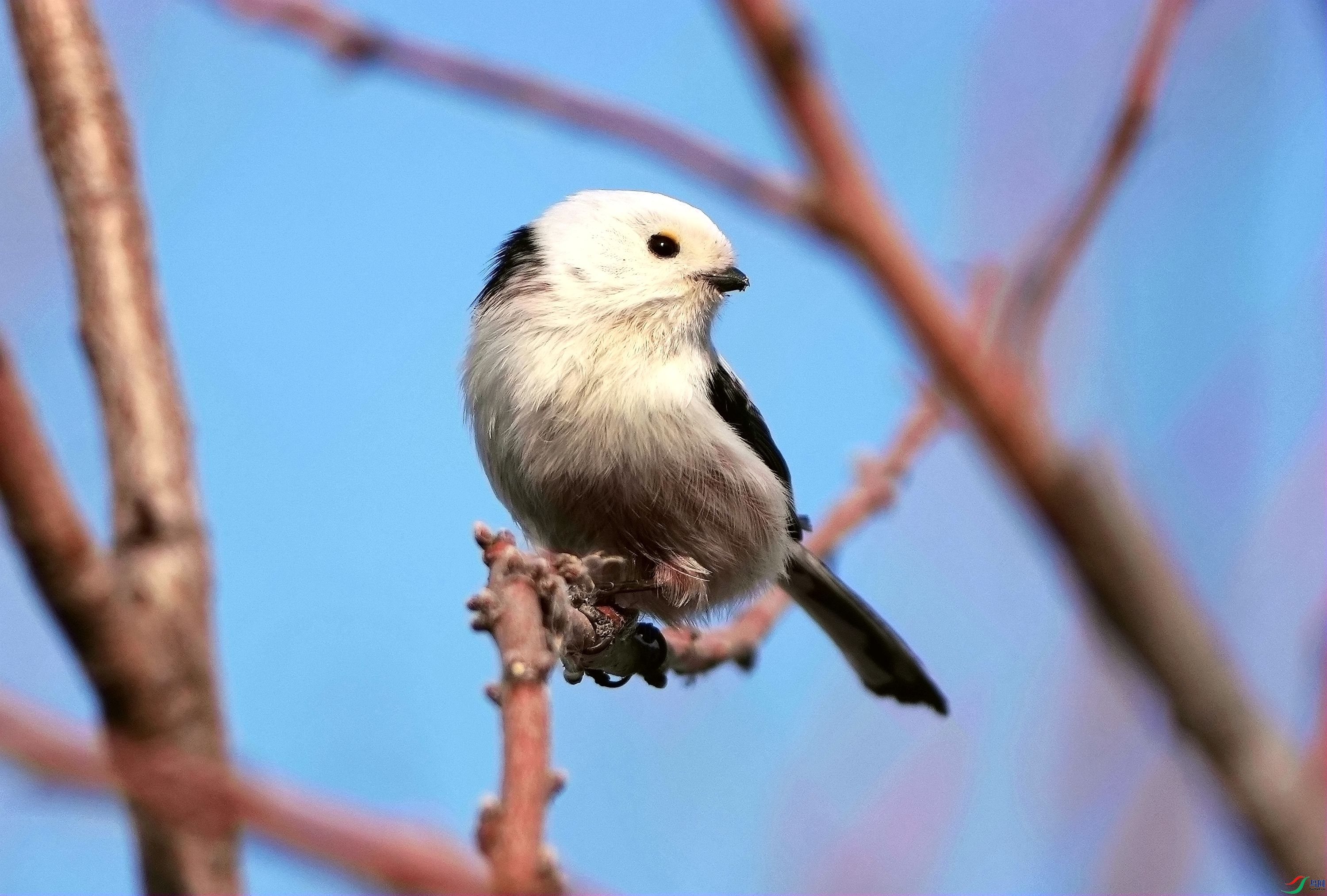 ���ȿɰ�������βɽȸ��DSC00148_����.jpg