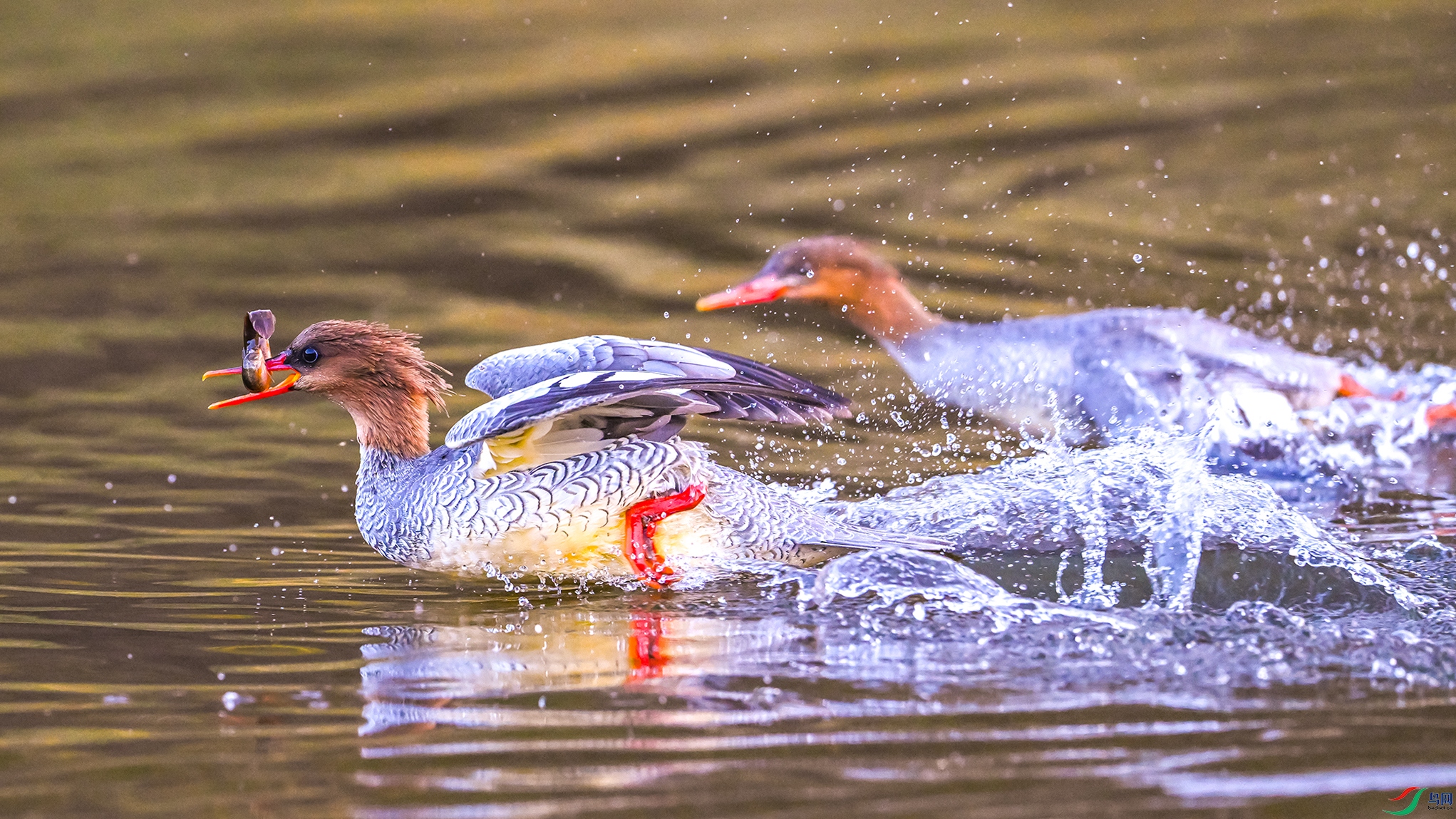 1150 ����.jpg