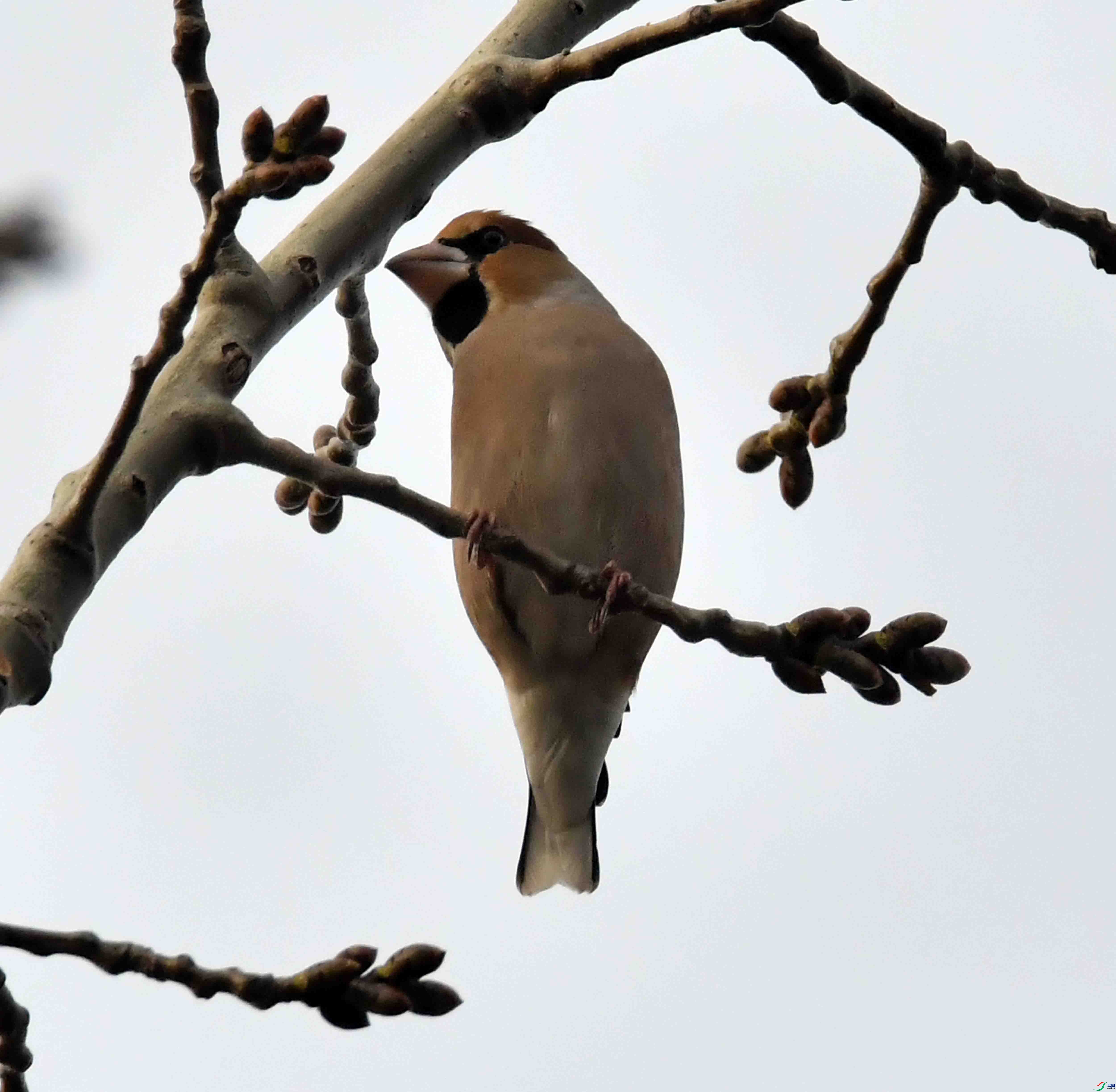 DSC_4861.JPG
