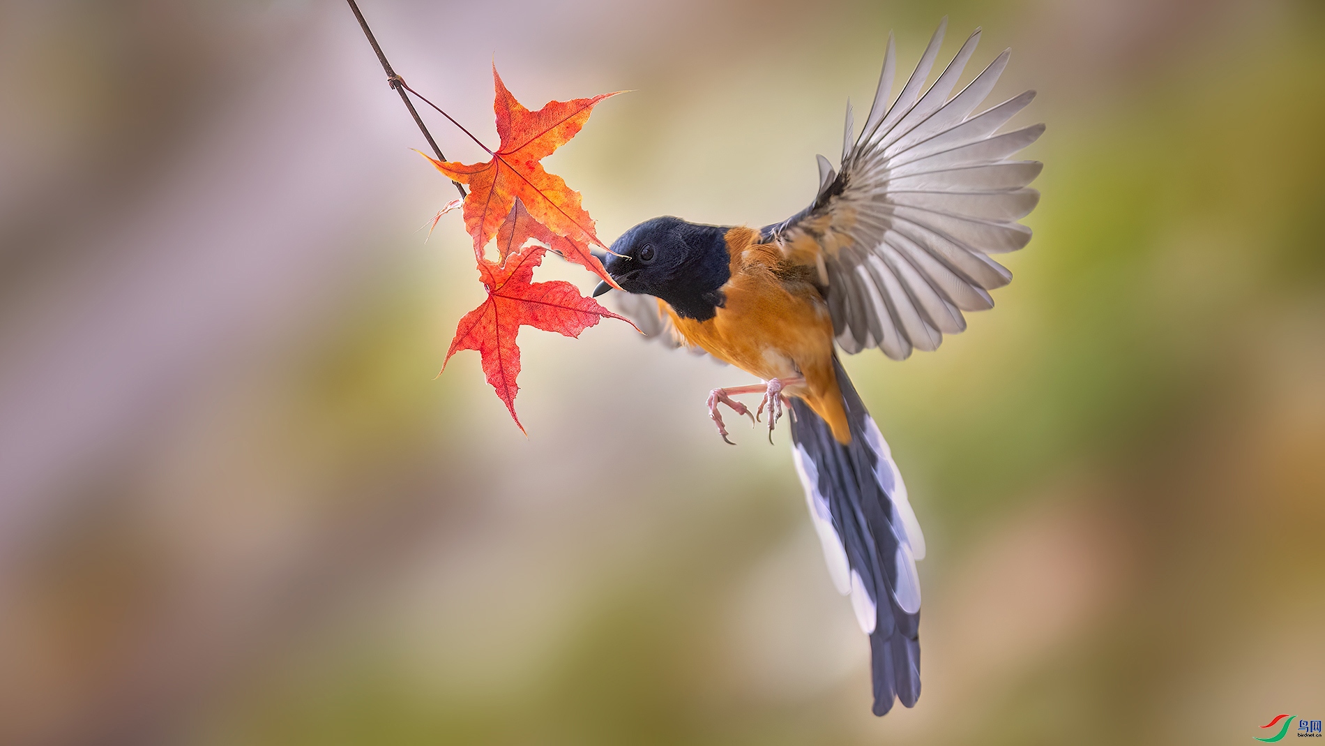 164003f4m9xz6k98hkg 64q.jpg