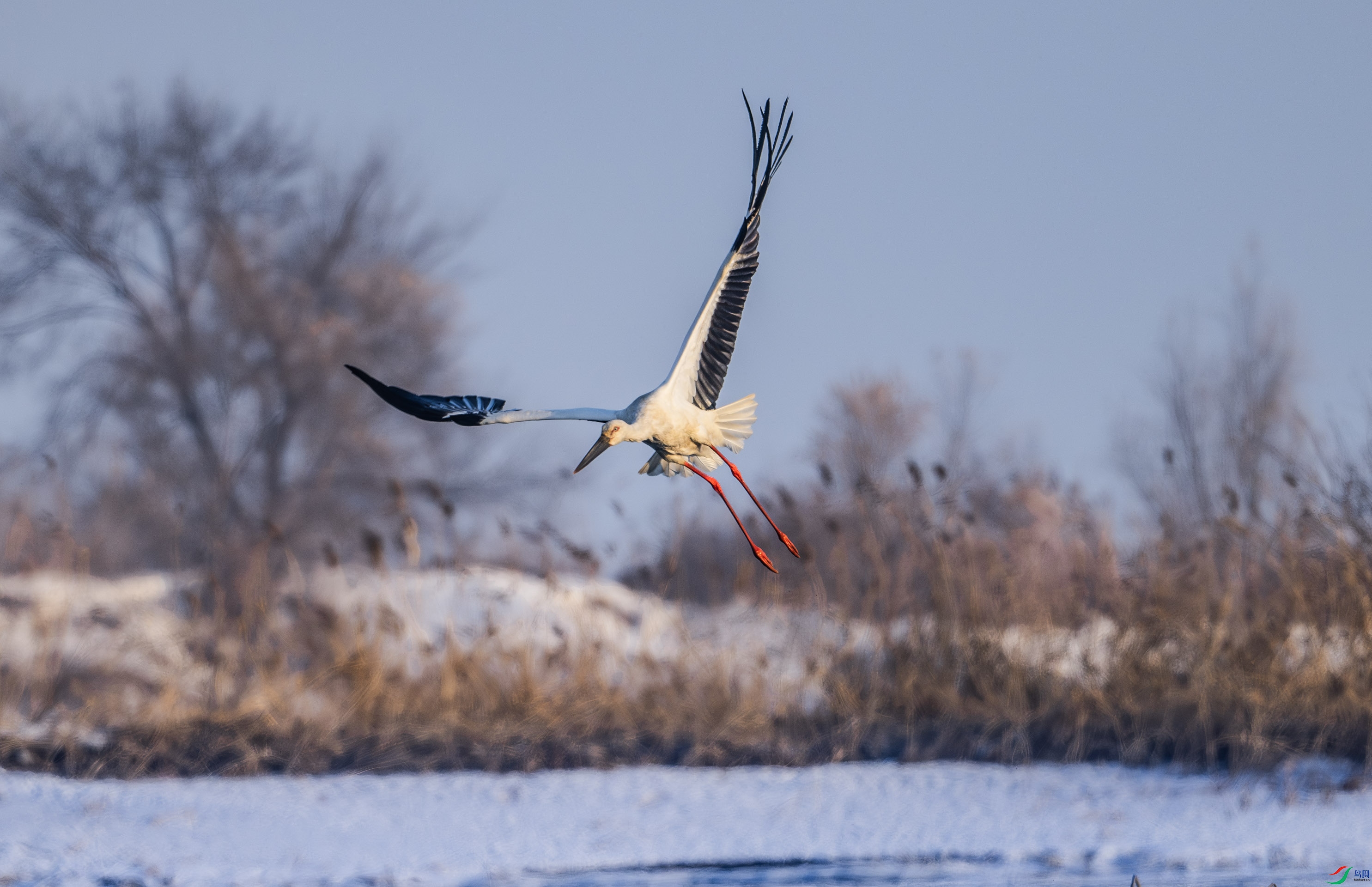 DSC_4350-����ǿ-NR_1.jpg