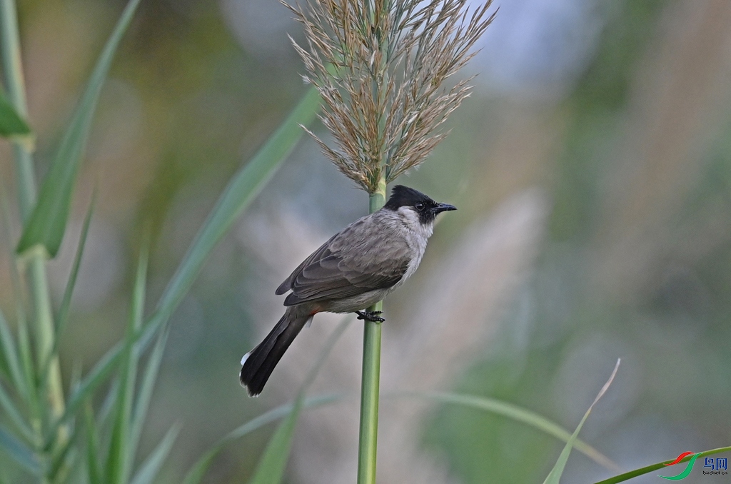 23��12�·�ɽ�³�ʪ��001 (1) - ����.JPG