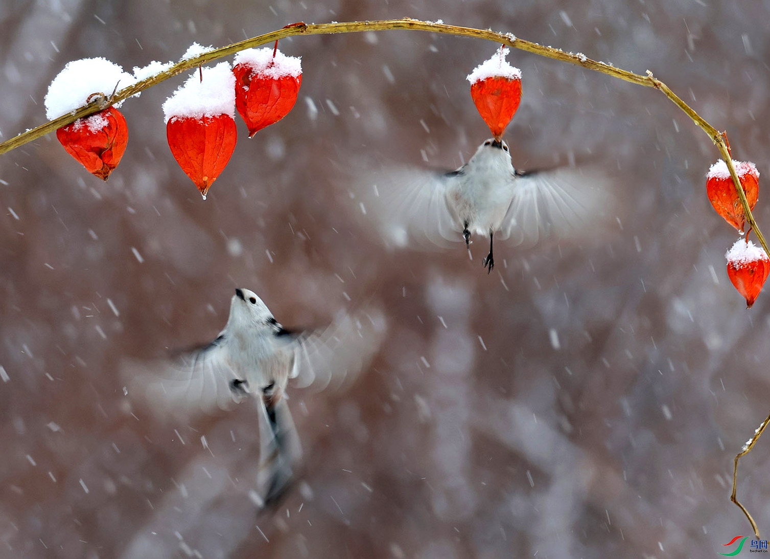 ��ѩ����  ����βɽȸ6134.jpg