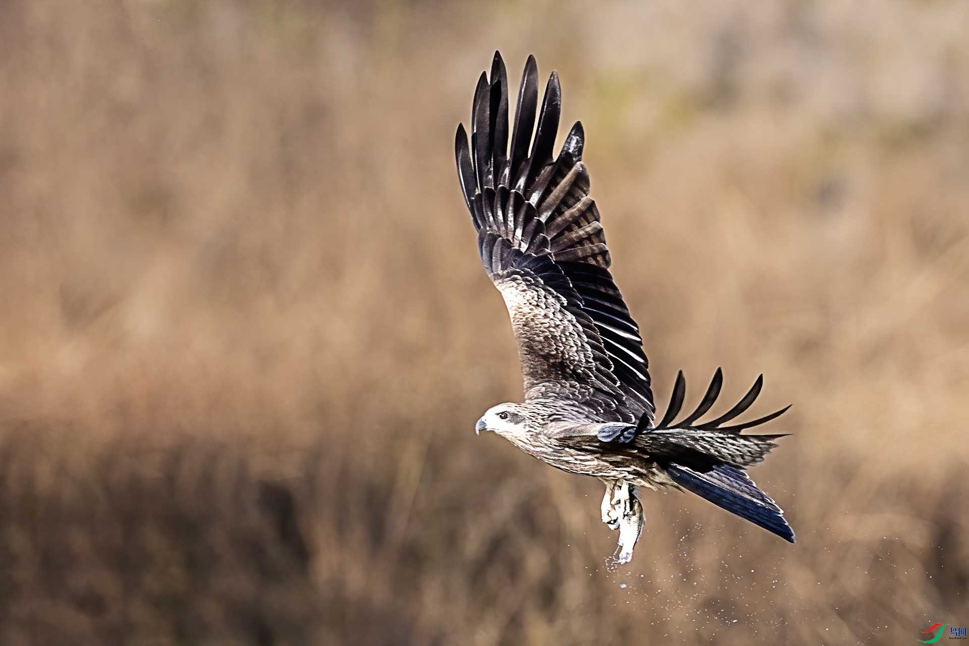 DSC_6250 ����.jpg