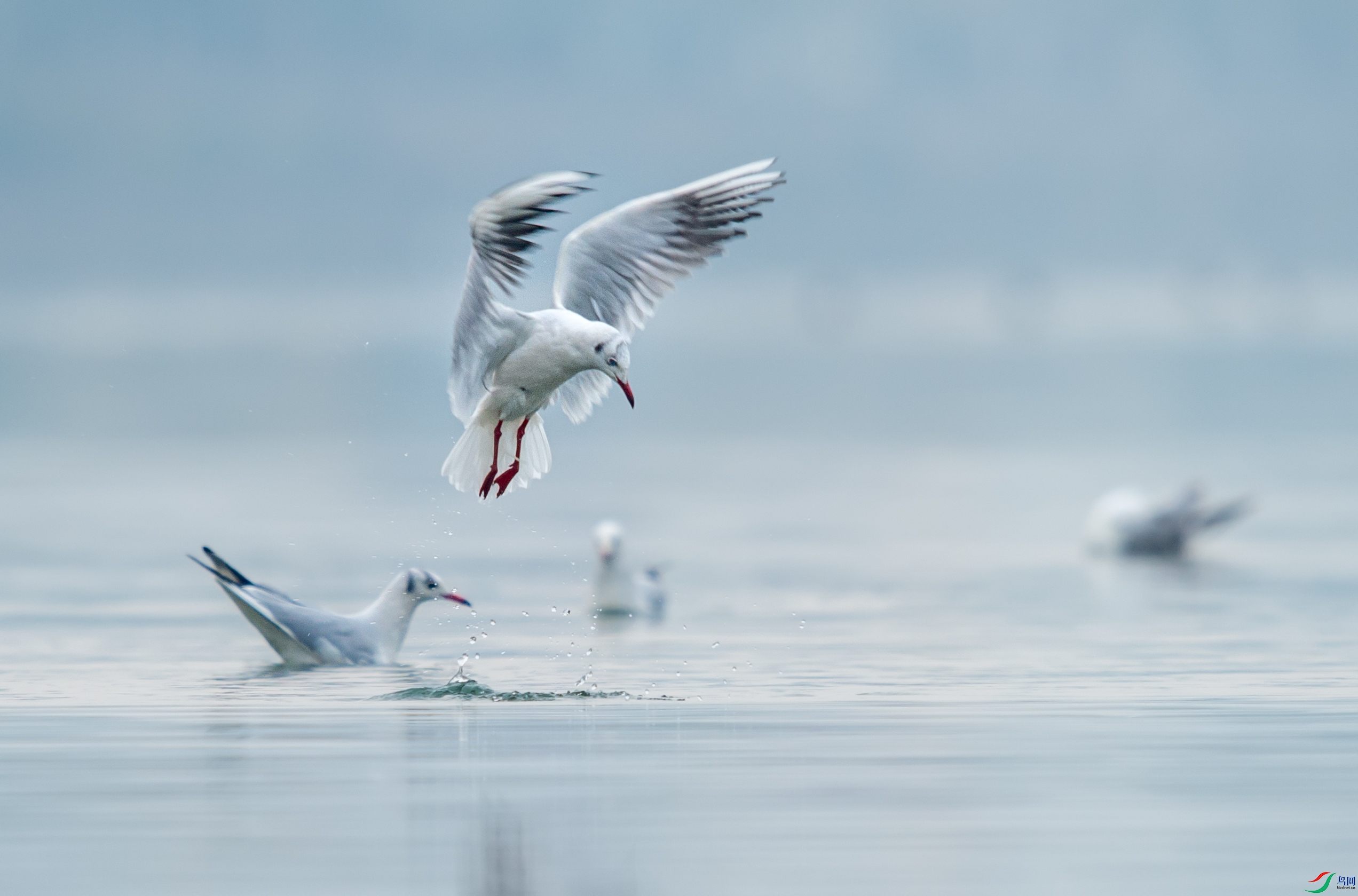 DSC_6306-1.jpg