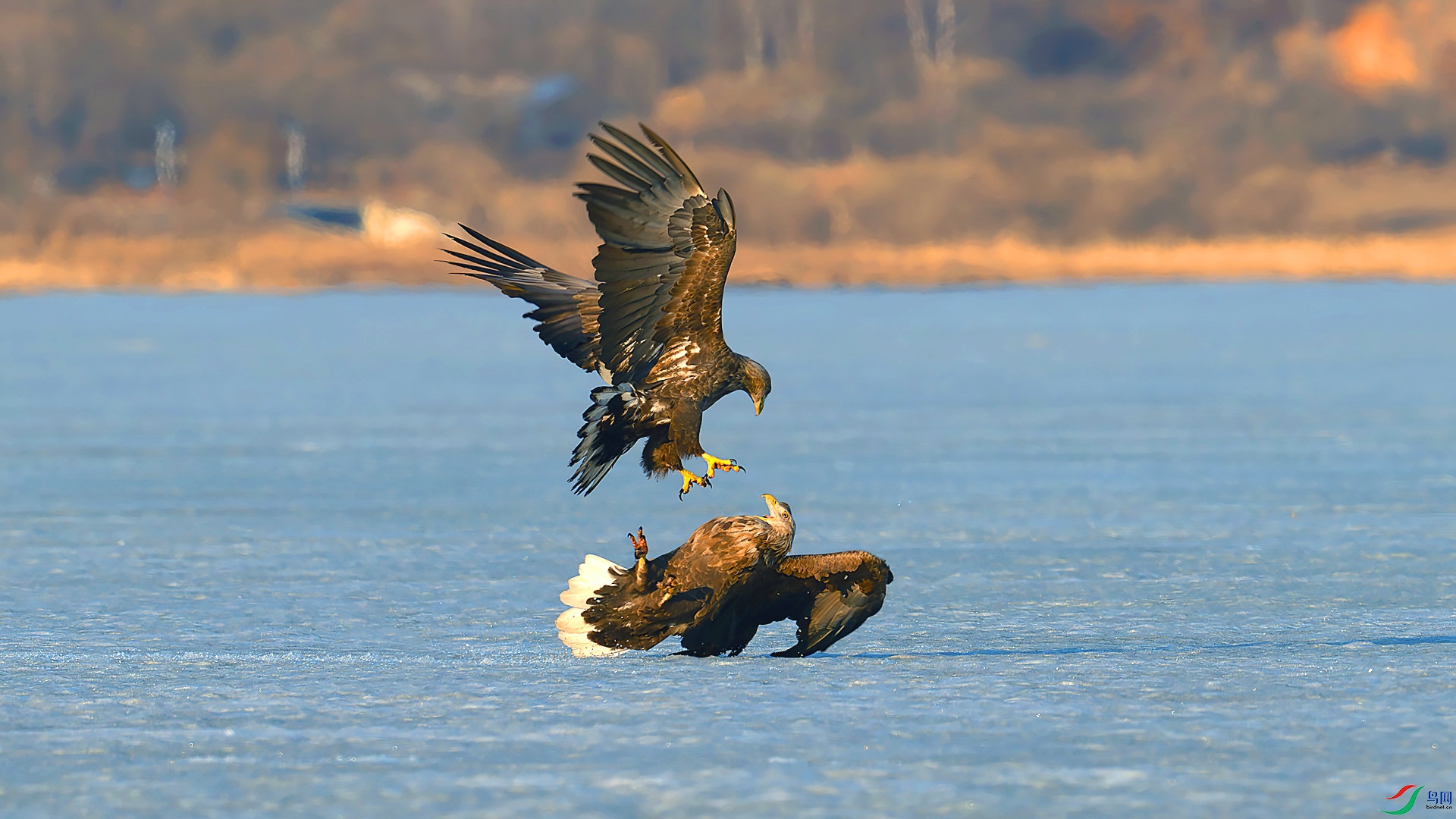 DSC_0780==1w.jpg